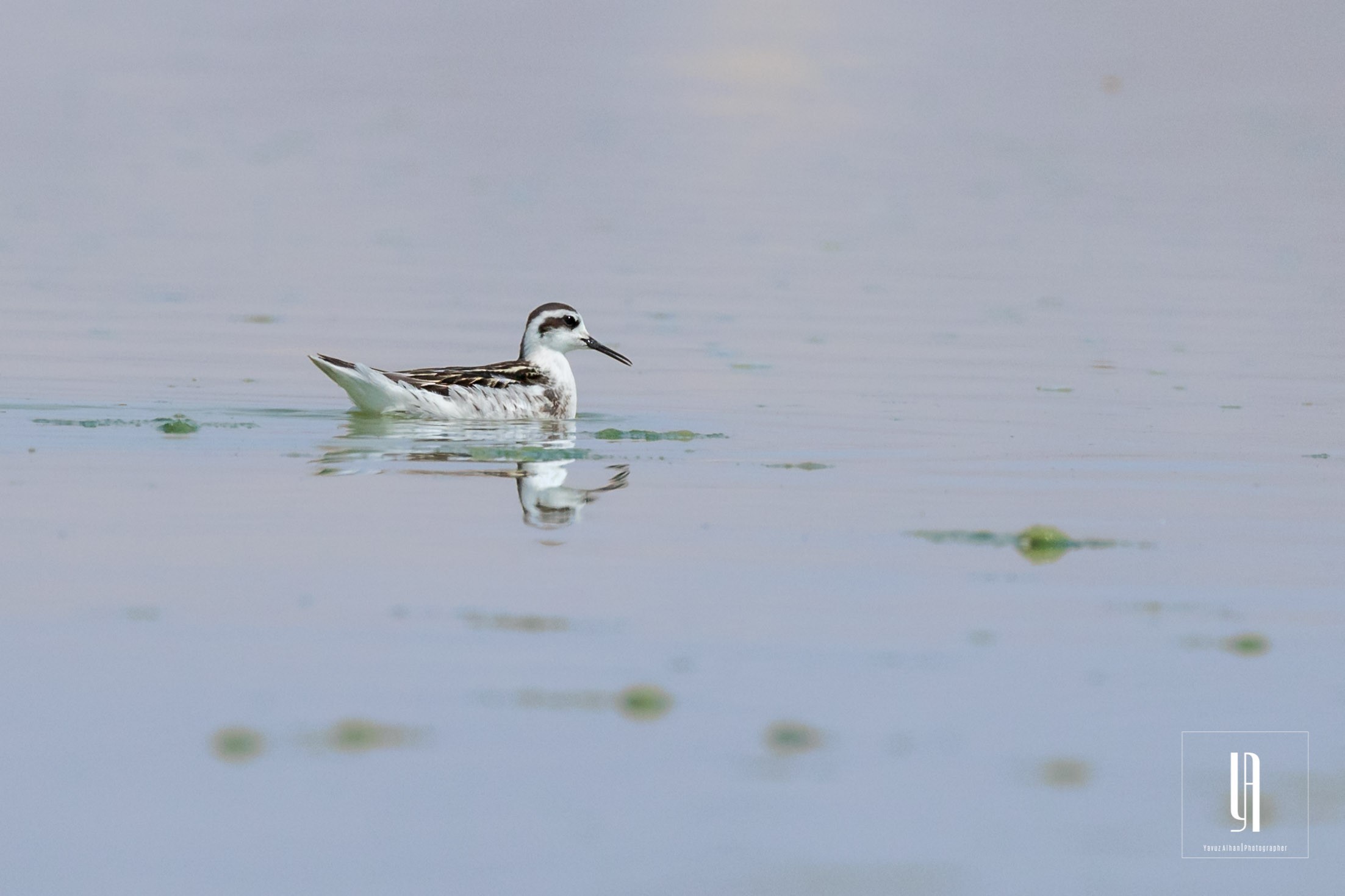 Red-necked Phalarope