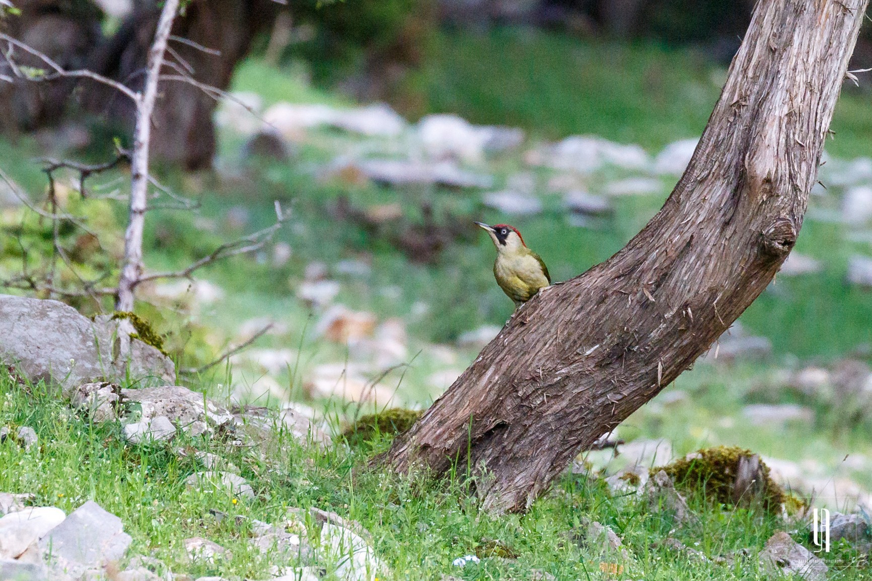 Eurasian Green Woodpecker