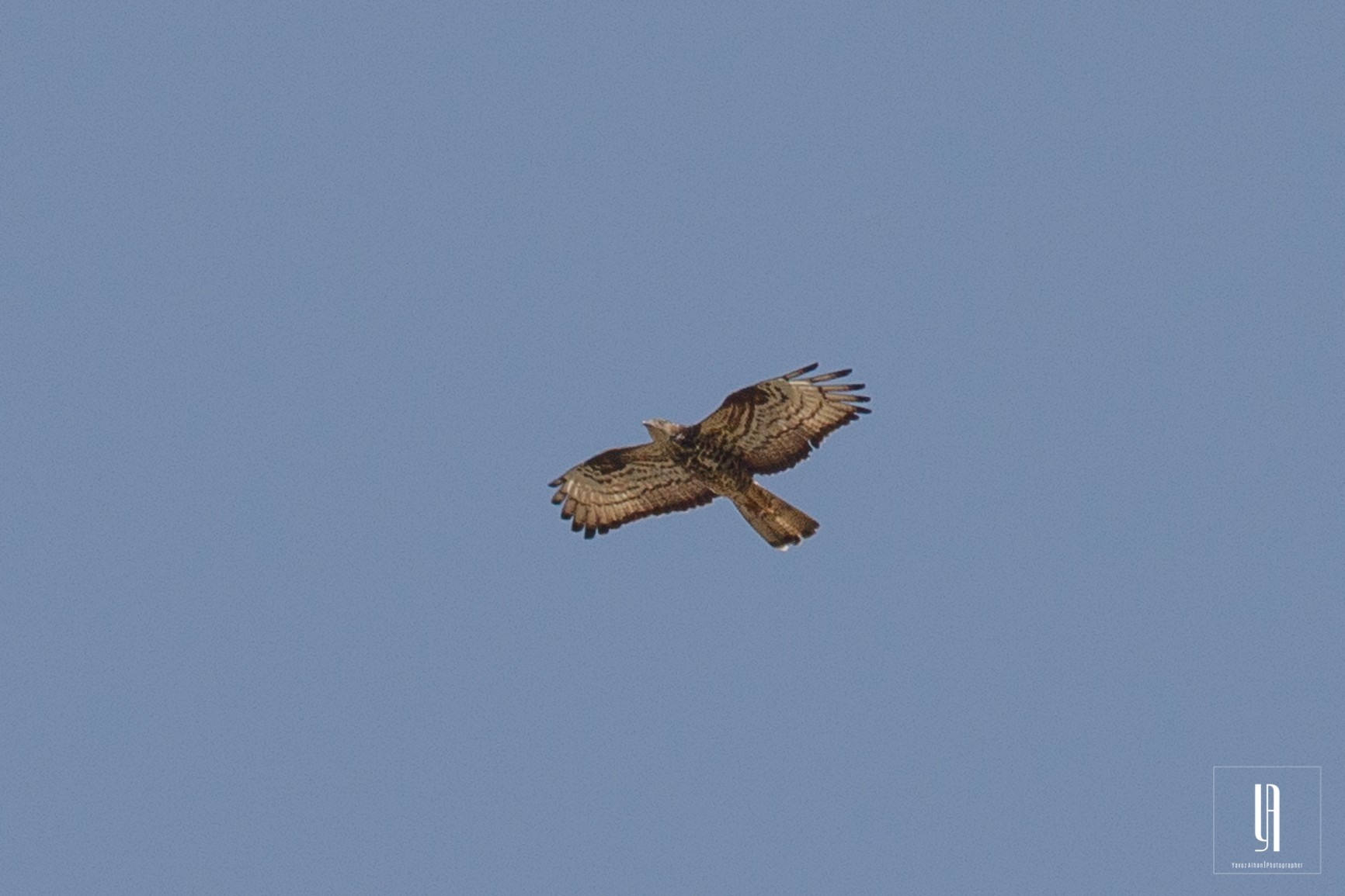 European Honey-buzzard