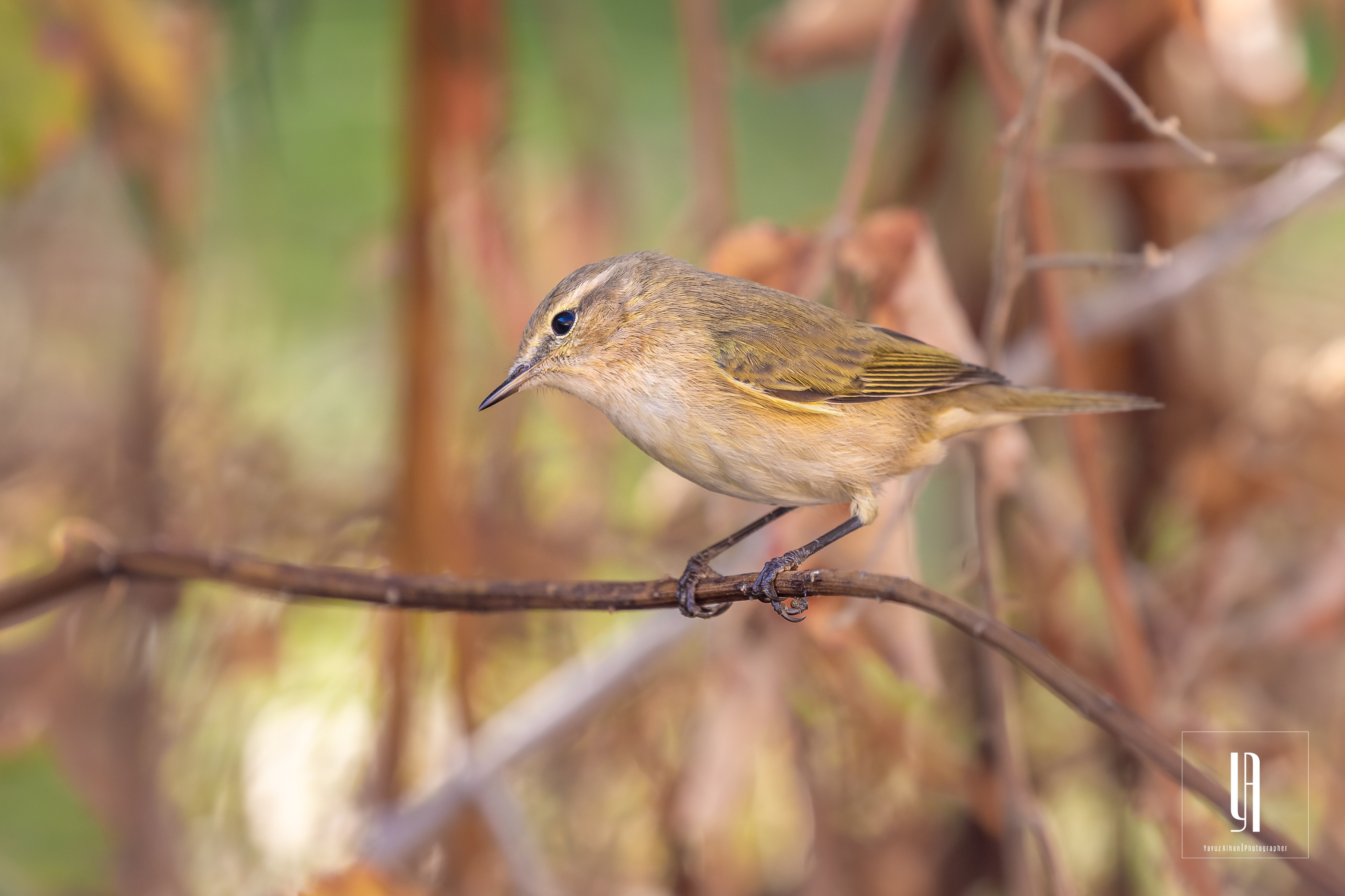 Common Chiffchaff
