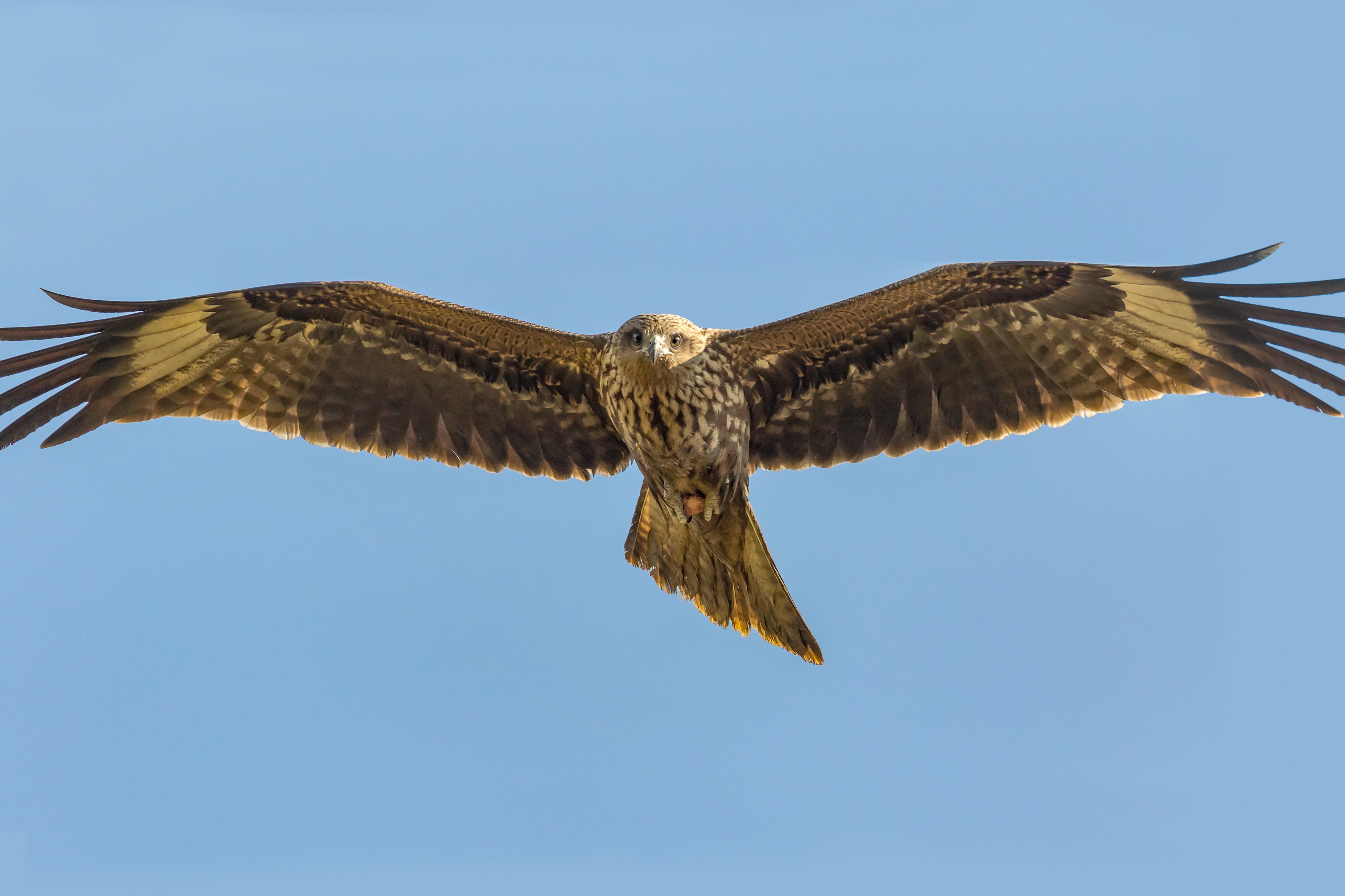 Booted Eagle