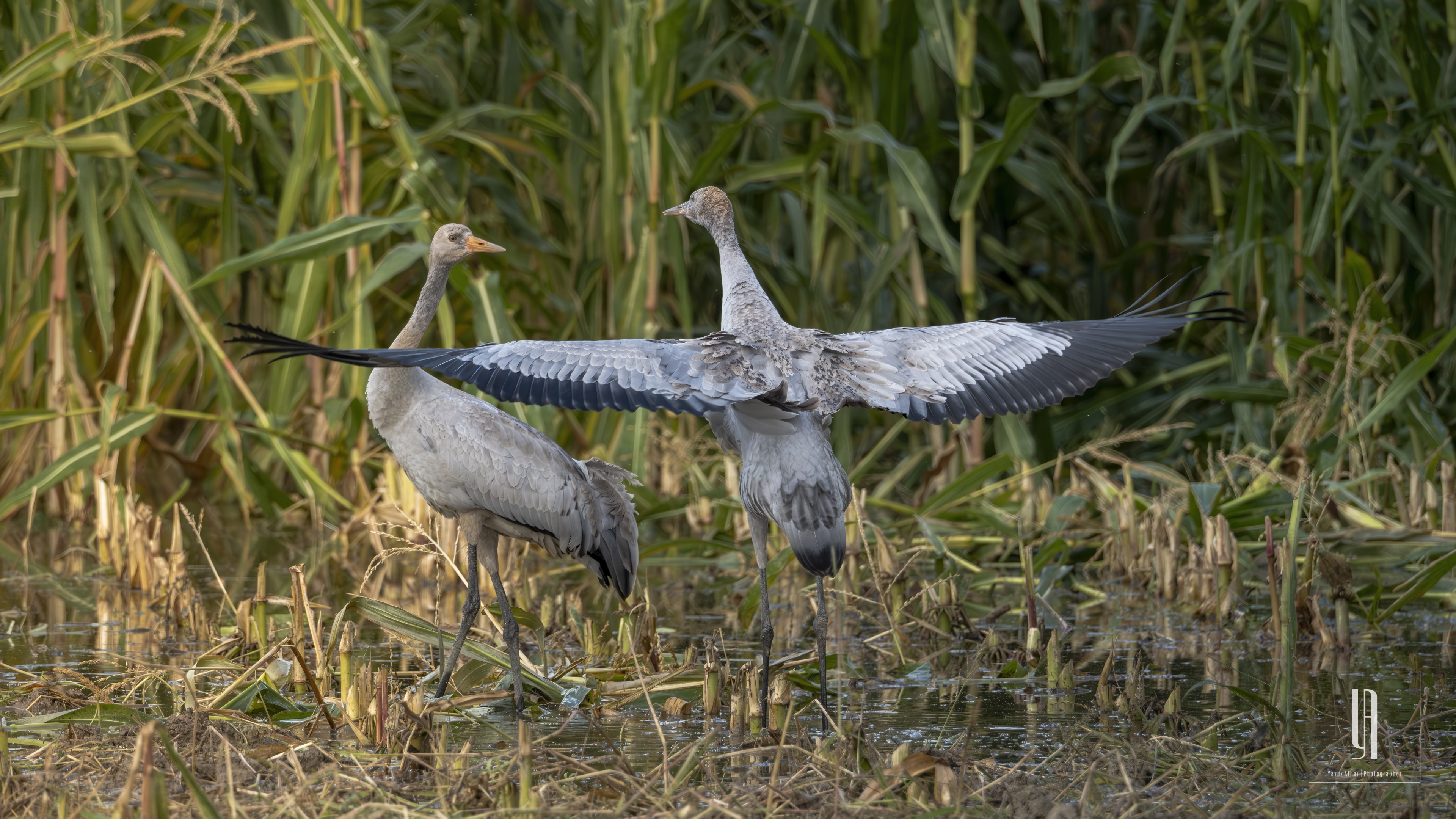 Common Crane