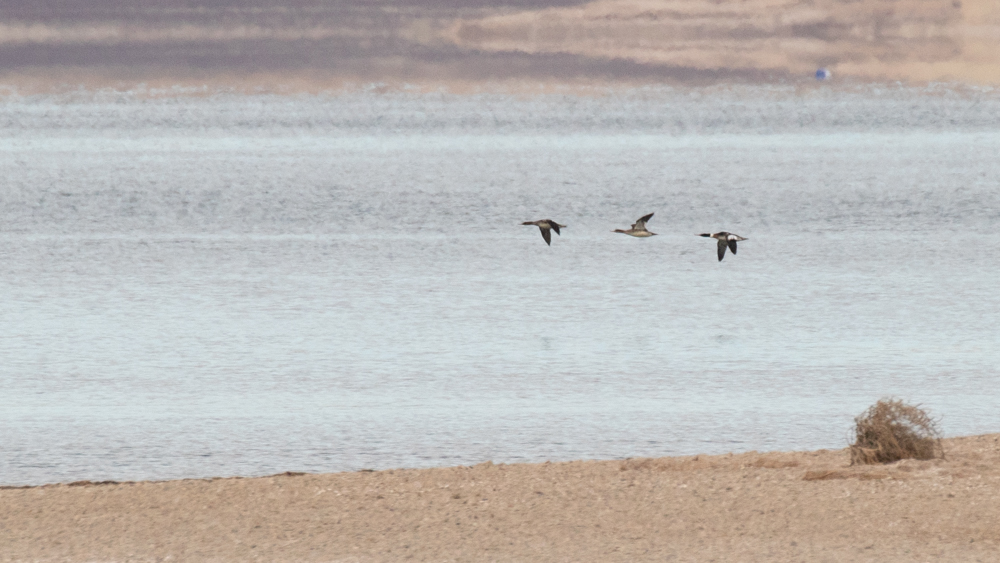 Red-breasted Merganser