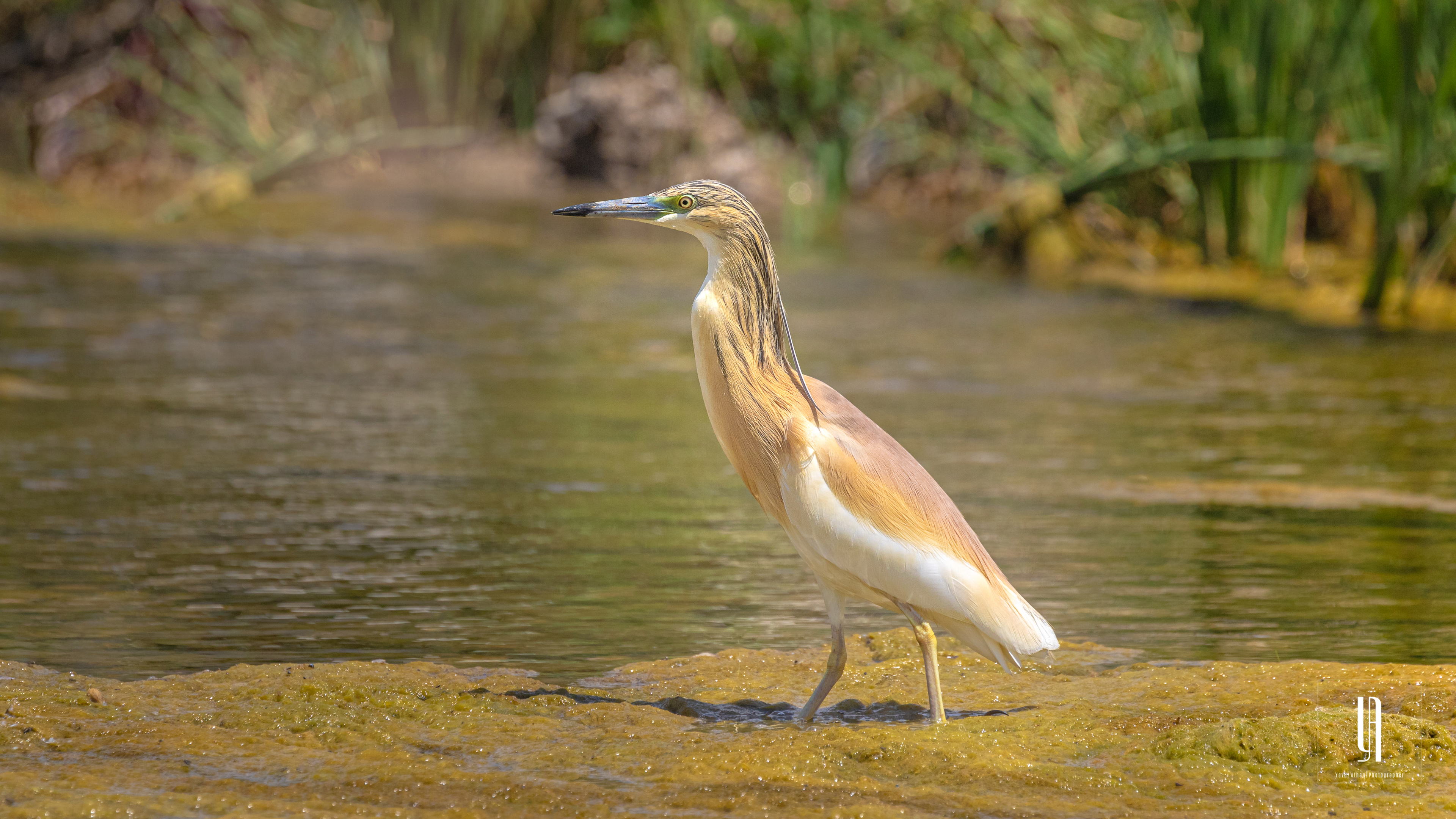 Squacco Heron