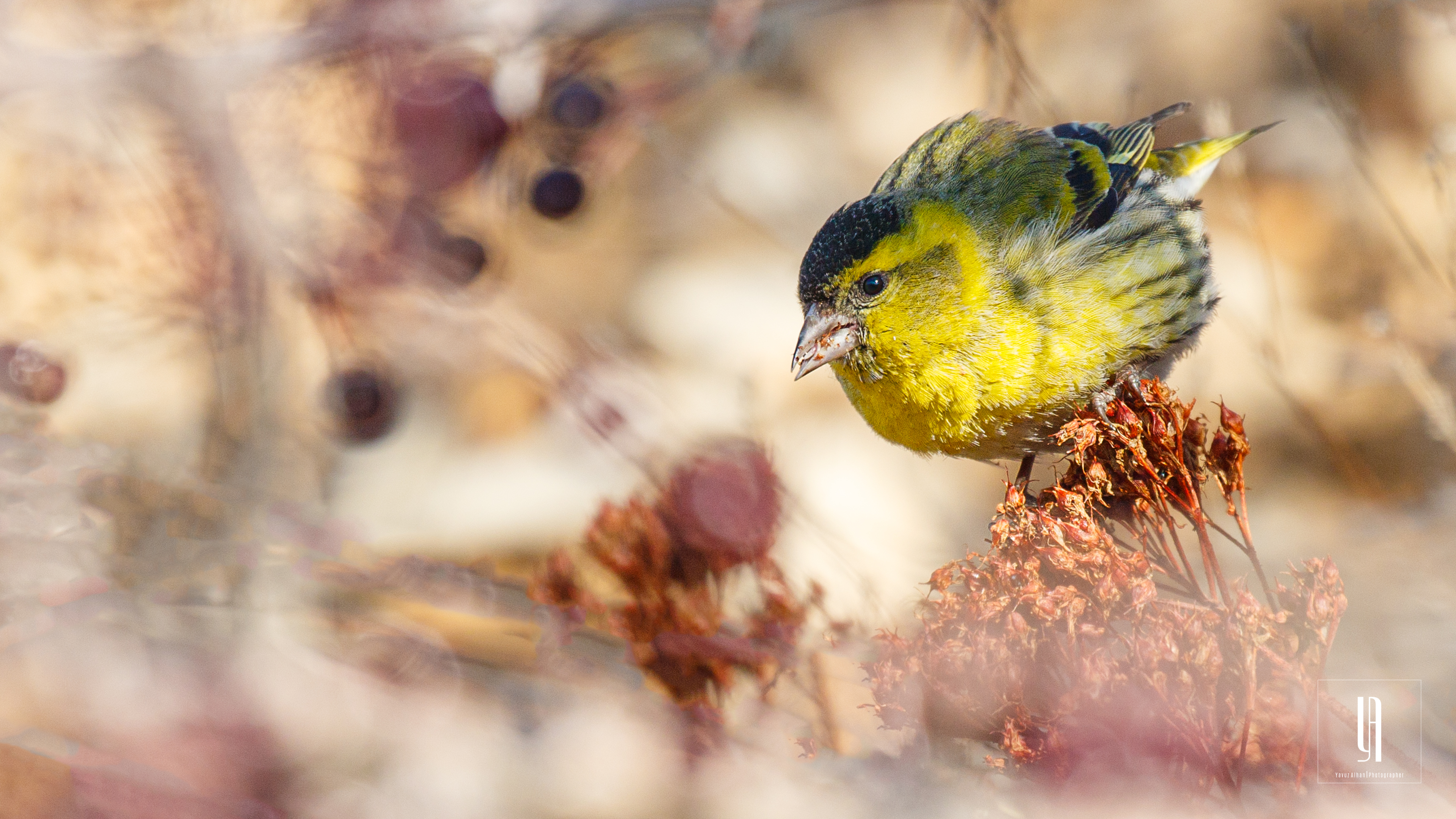 Eurasian Siskin