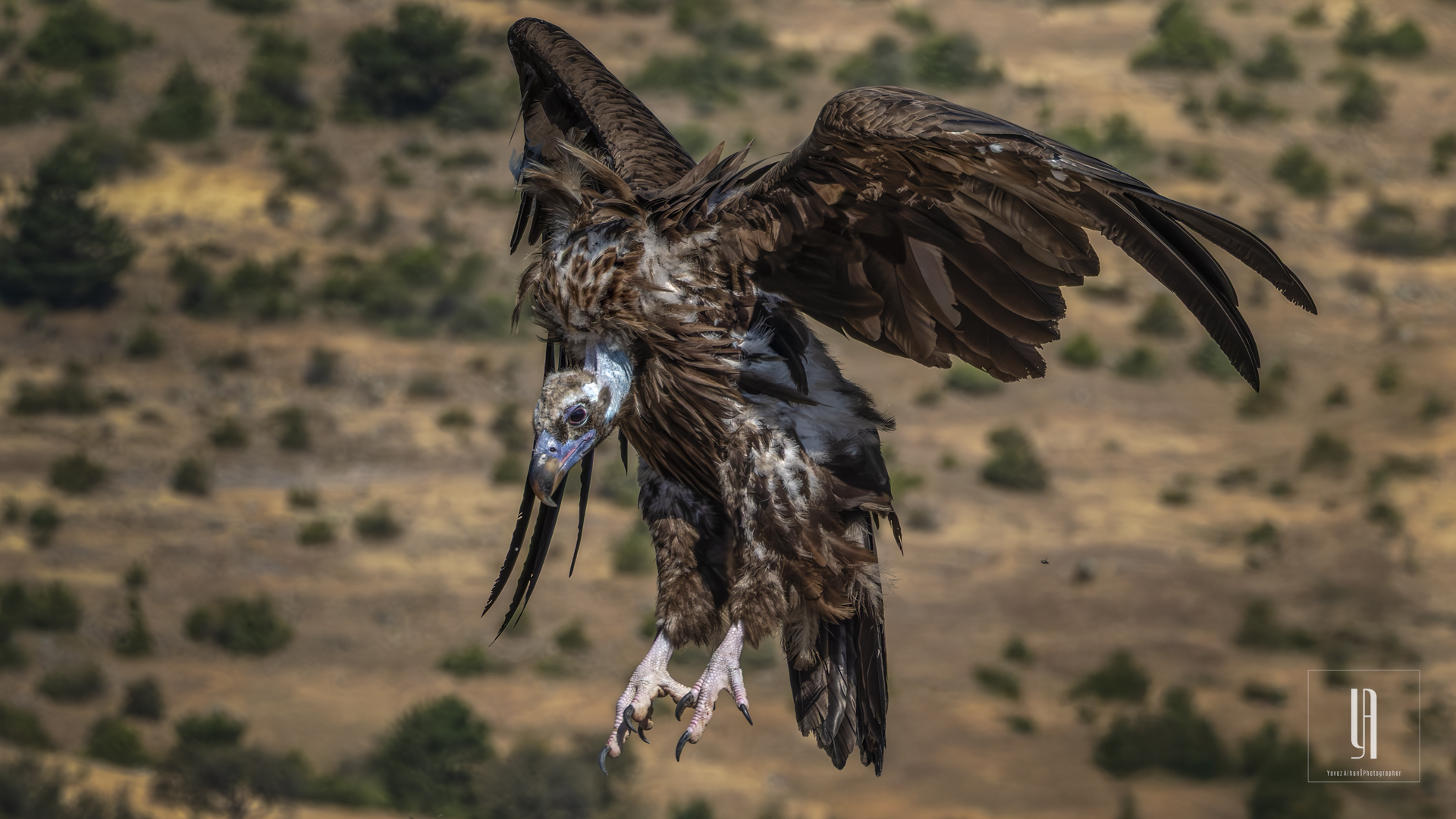 Cinereous Vulture