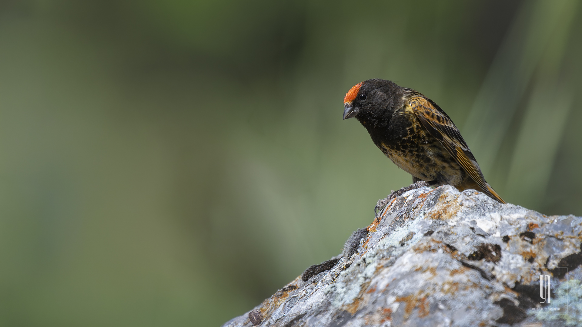 Fire-fronted Serin