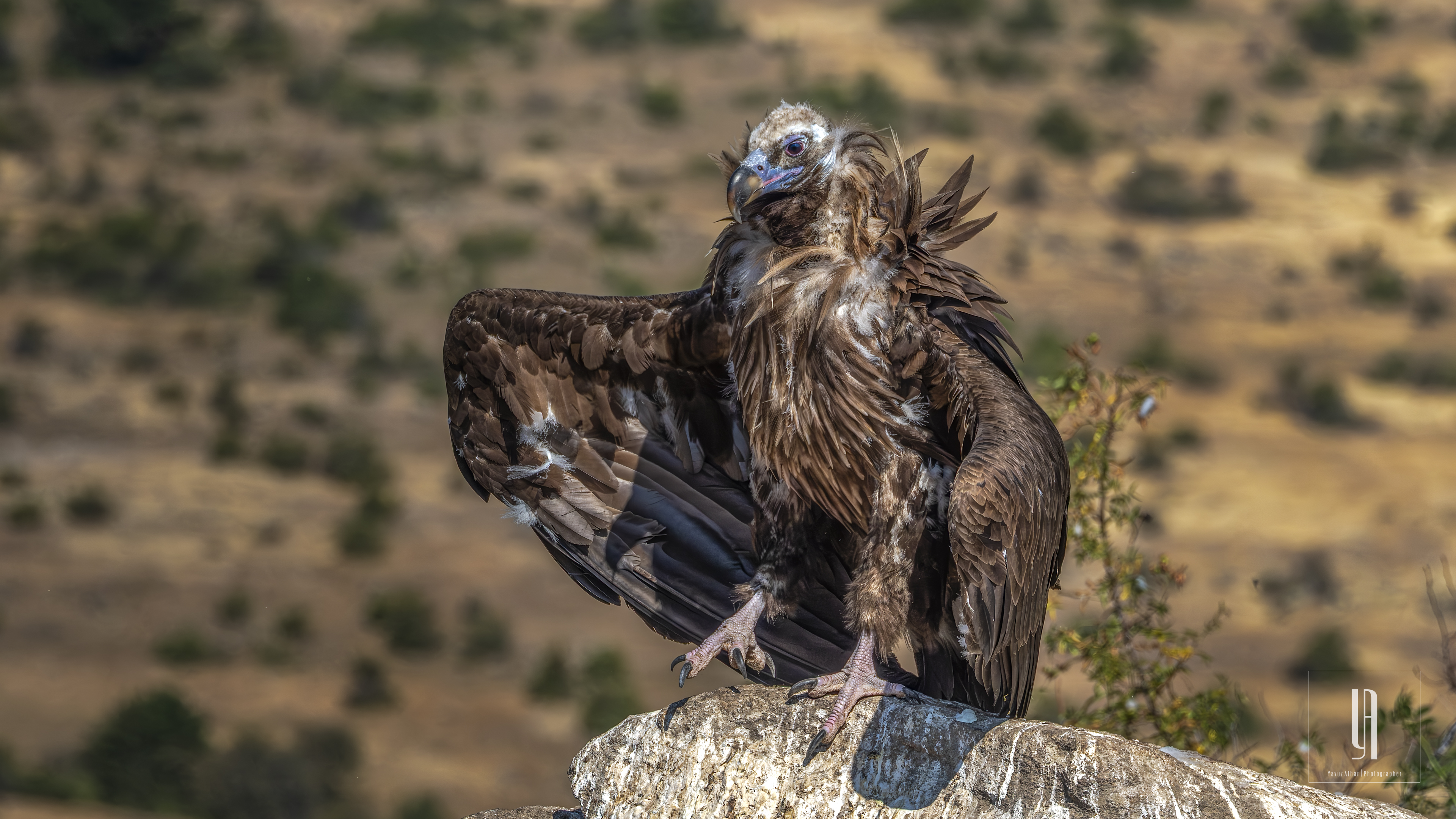 Cinereous Vulture