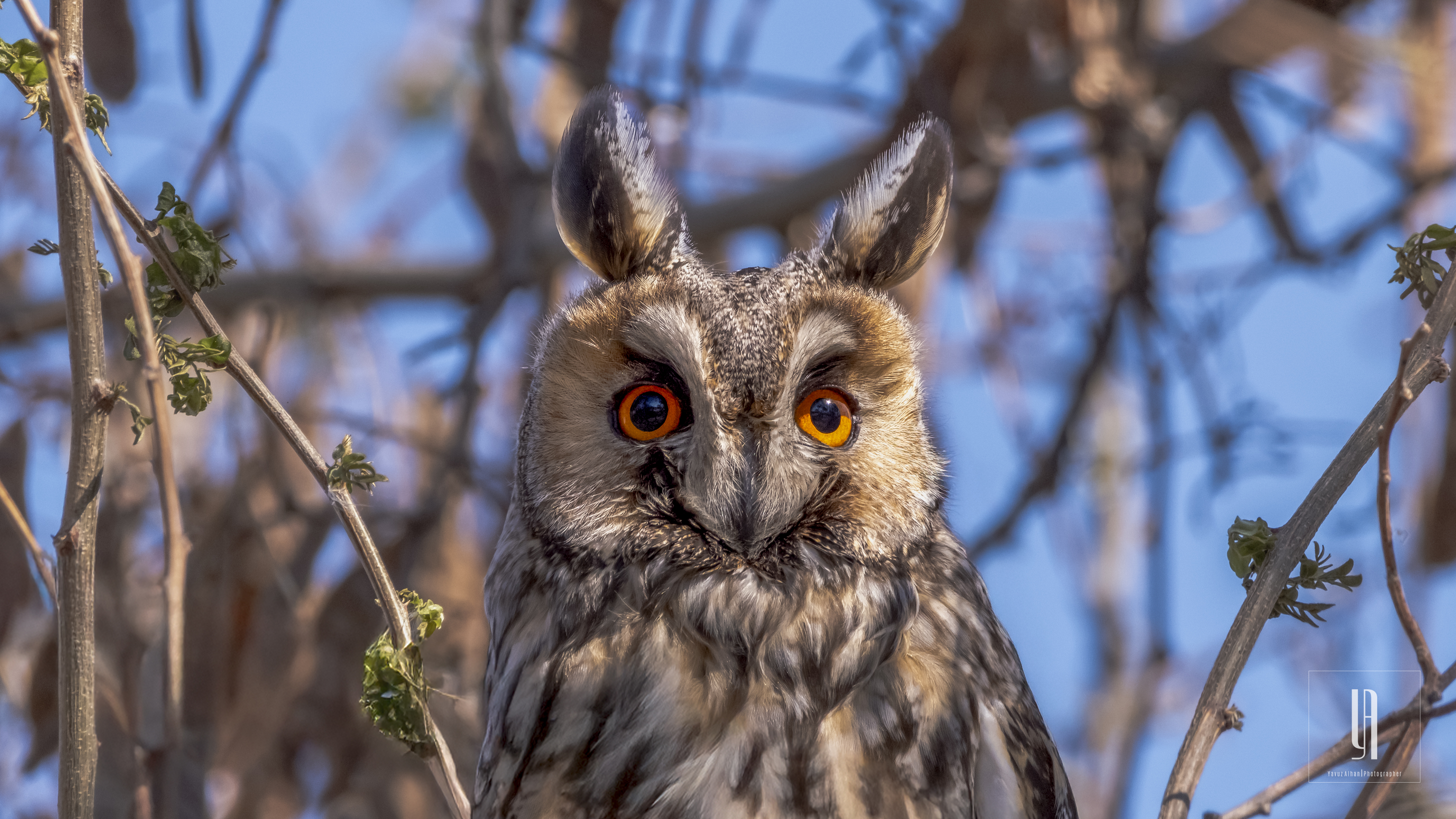 Long-eared Owl — Ana fotoğraf