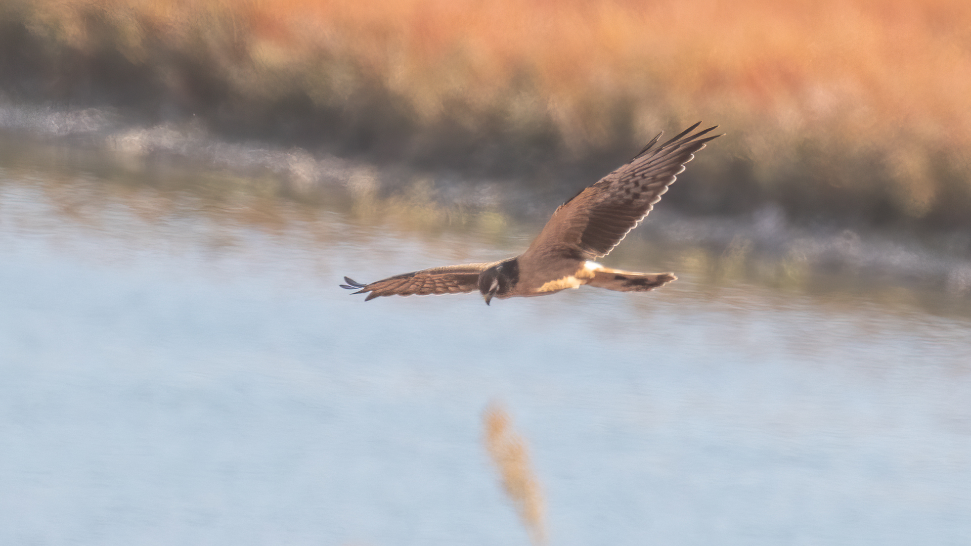 Montagu's Harrier
