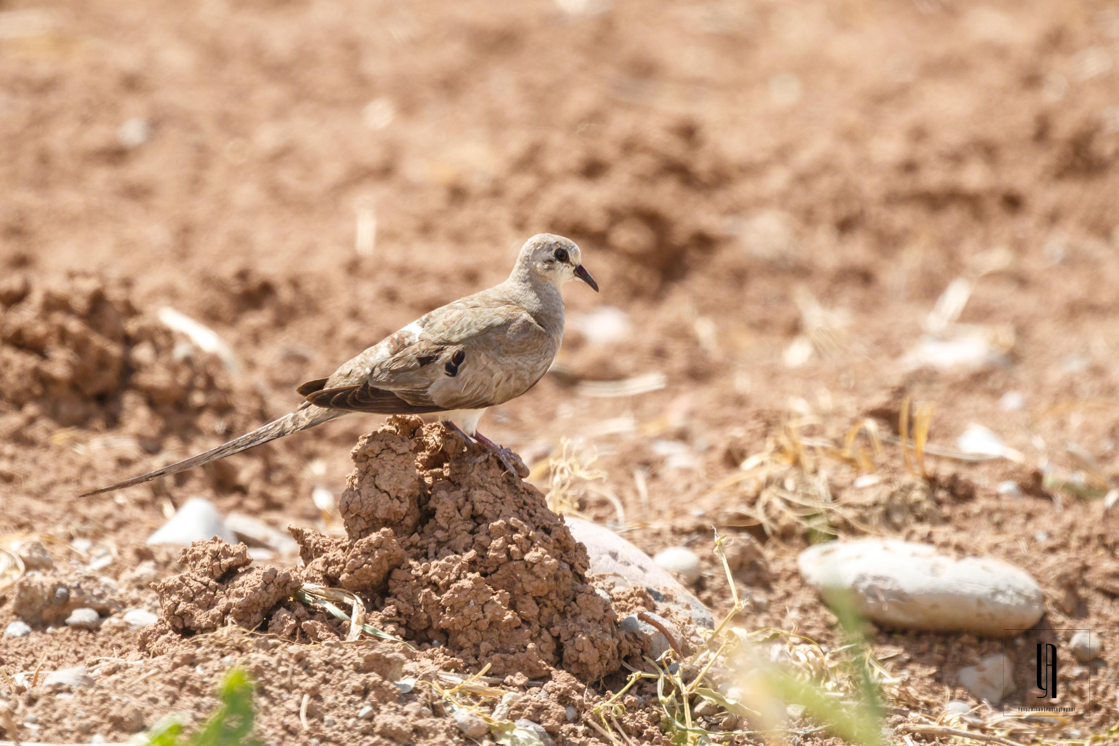 Namaqua Dove — Ana fotoğraf