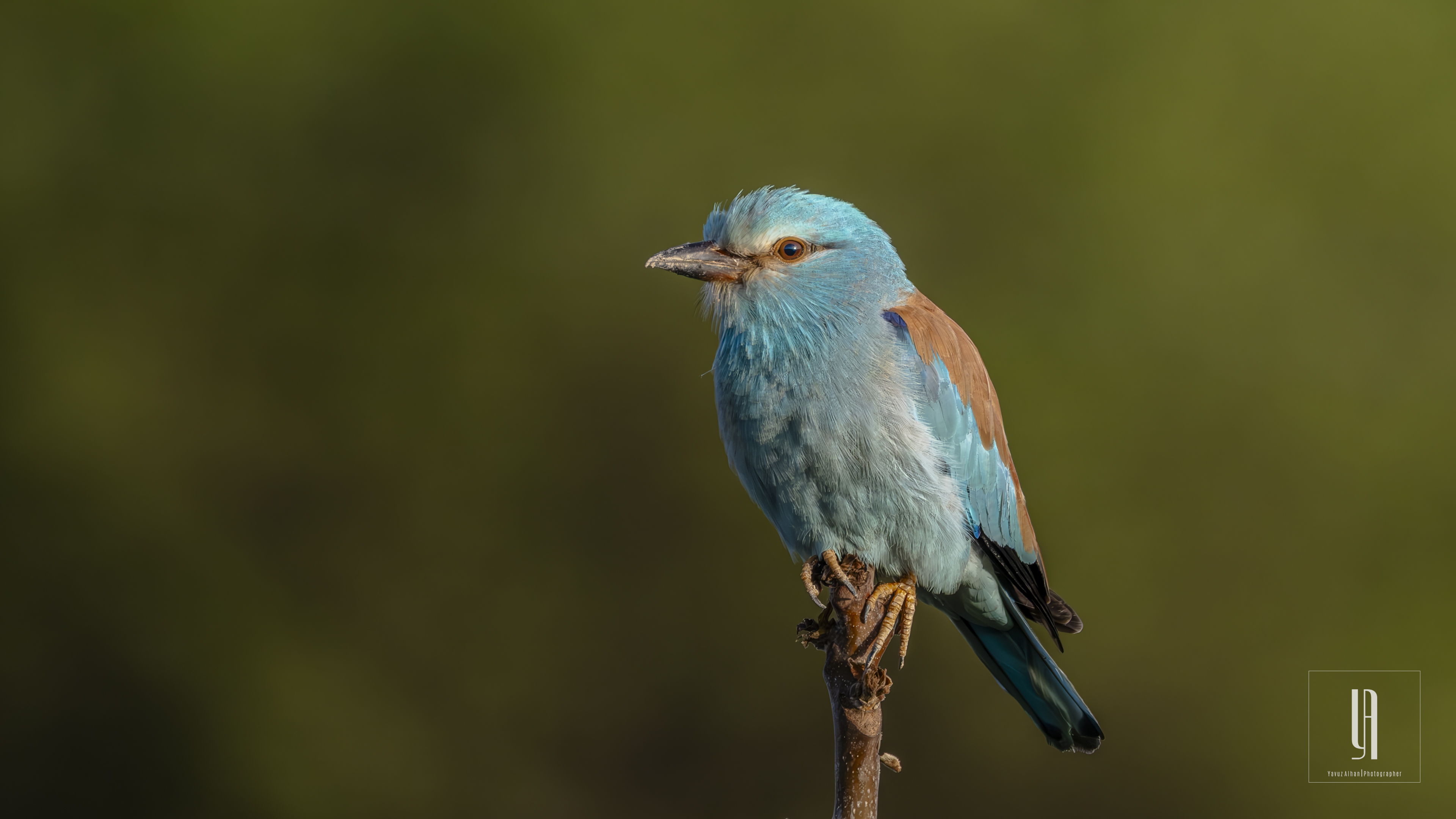 European Roller