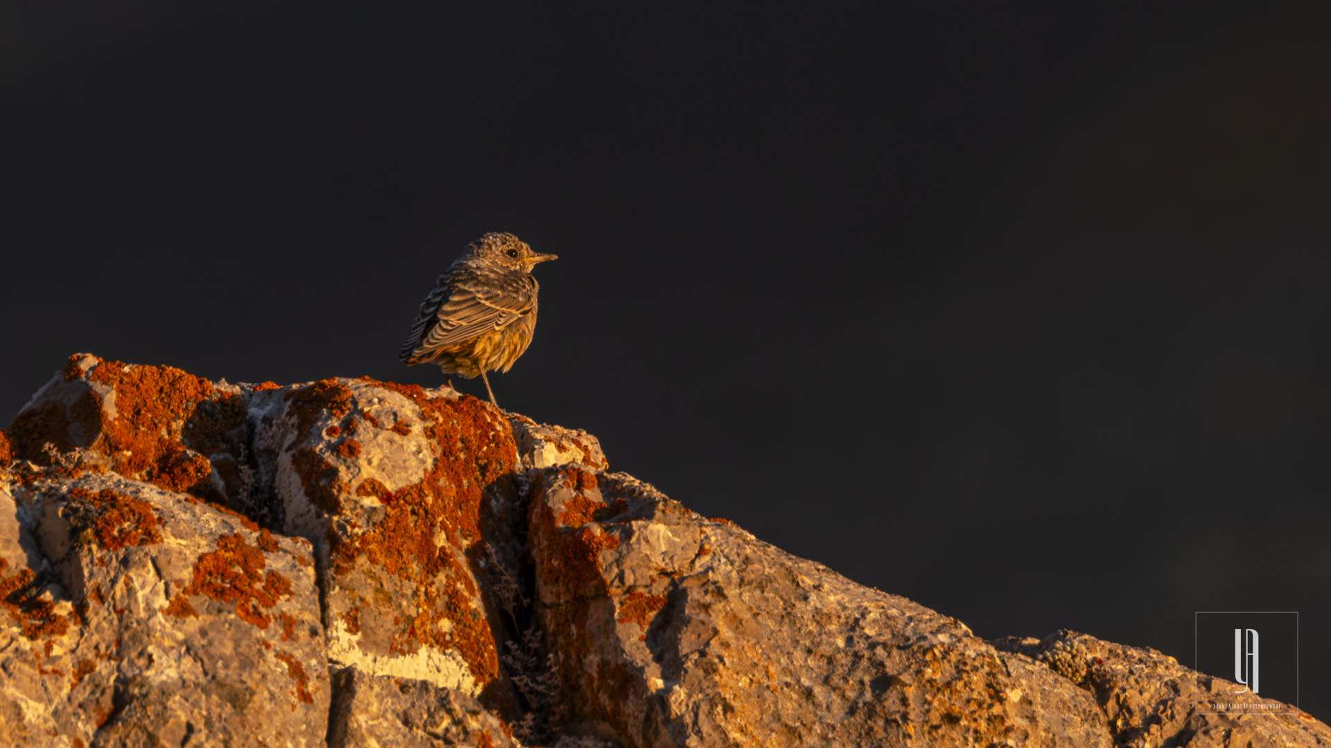 Dunnock