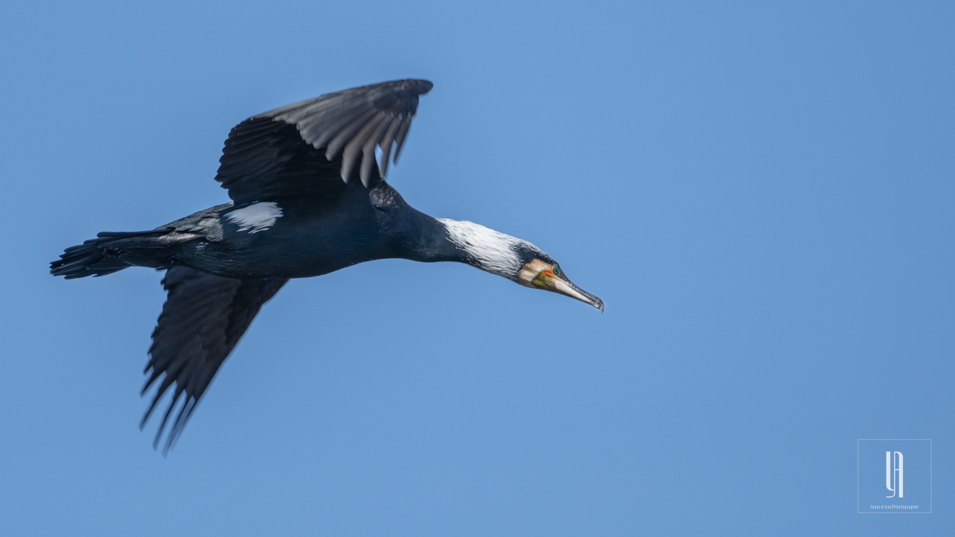 Great Cormorant