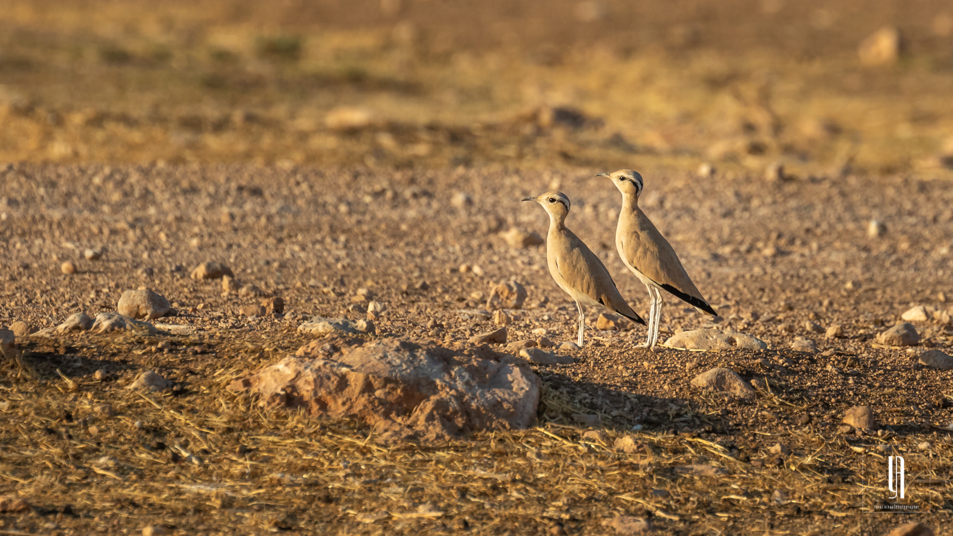 Cream-colored Courser
