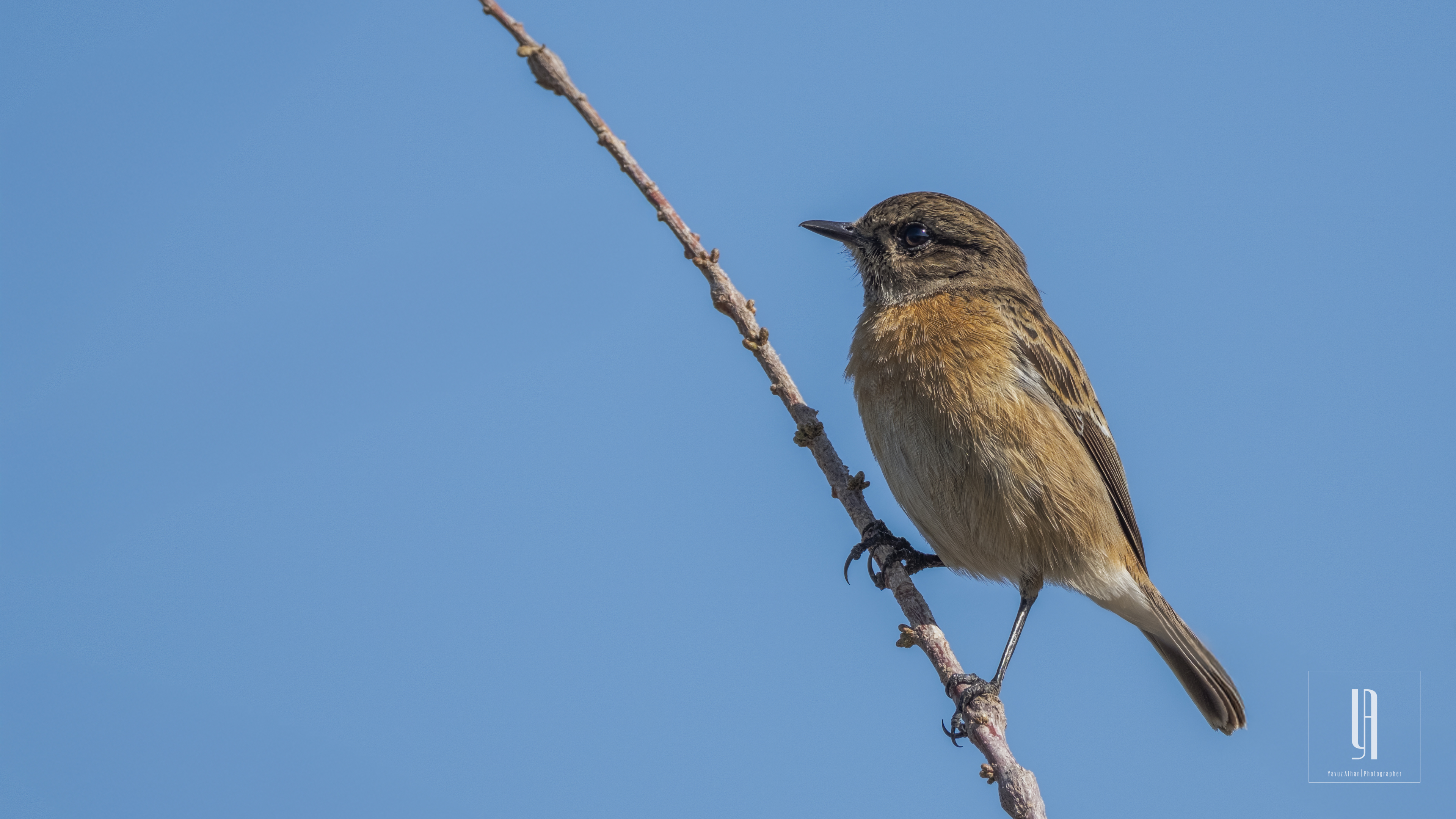 European Stonechat
