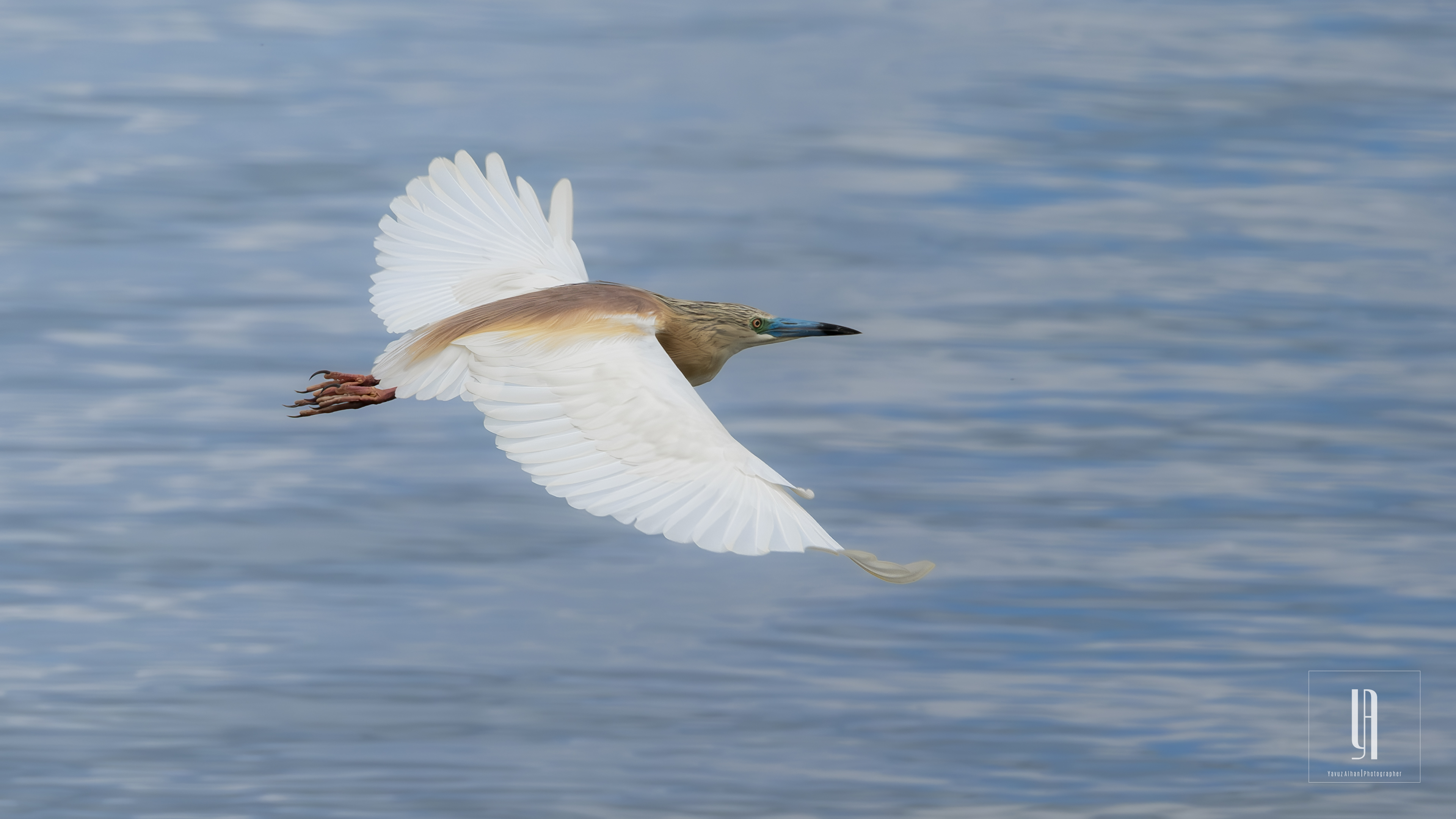 Squacco Heron