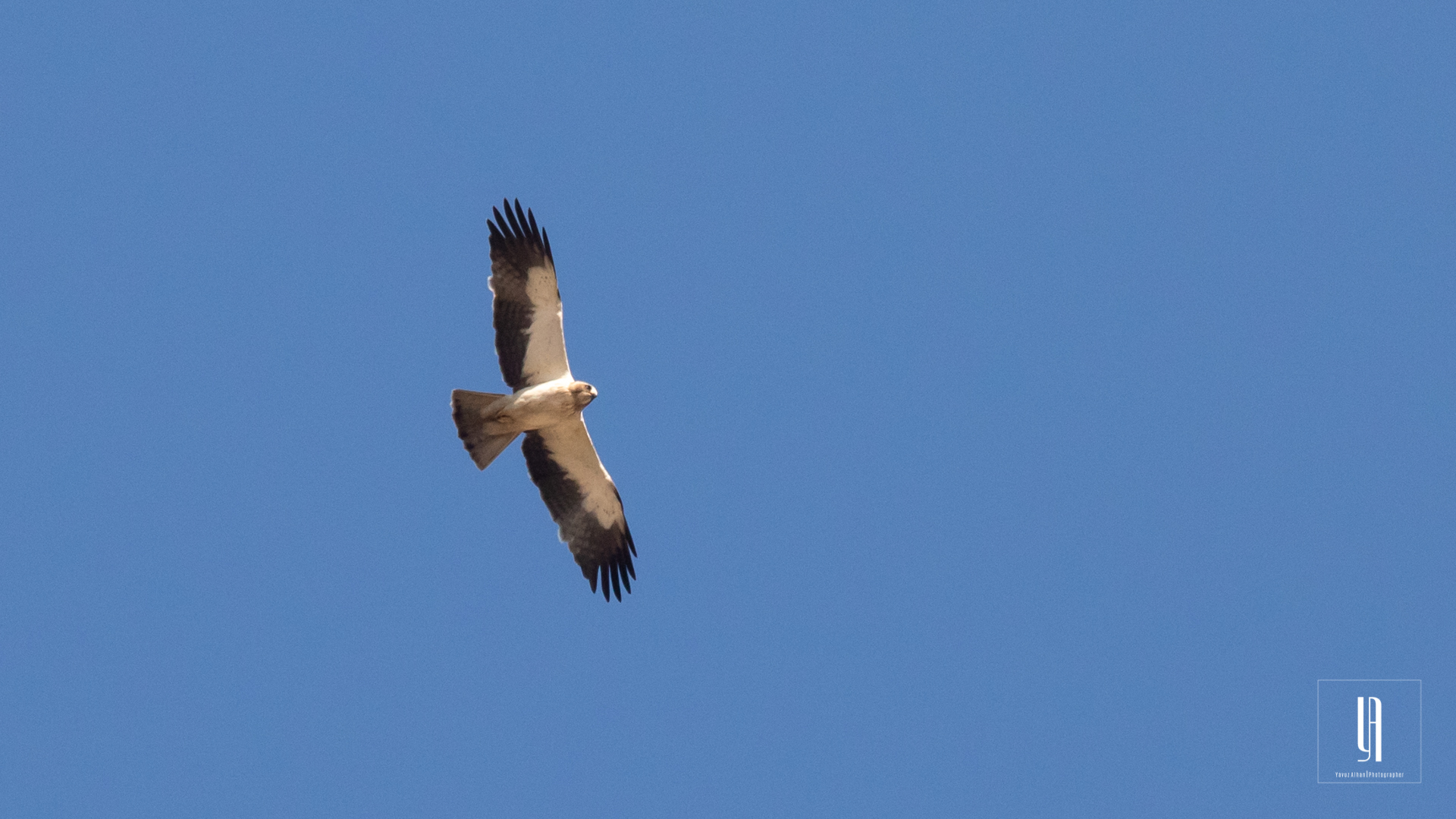 Booted Eagle — Ana fotoğraf