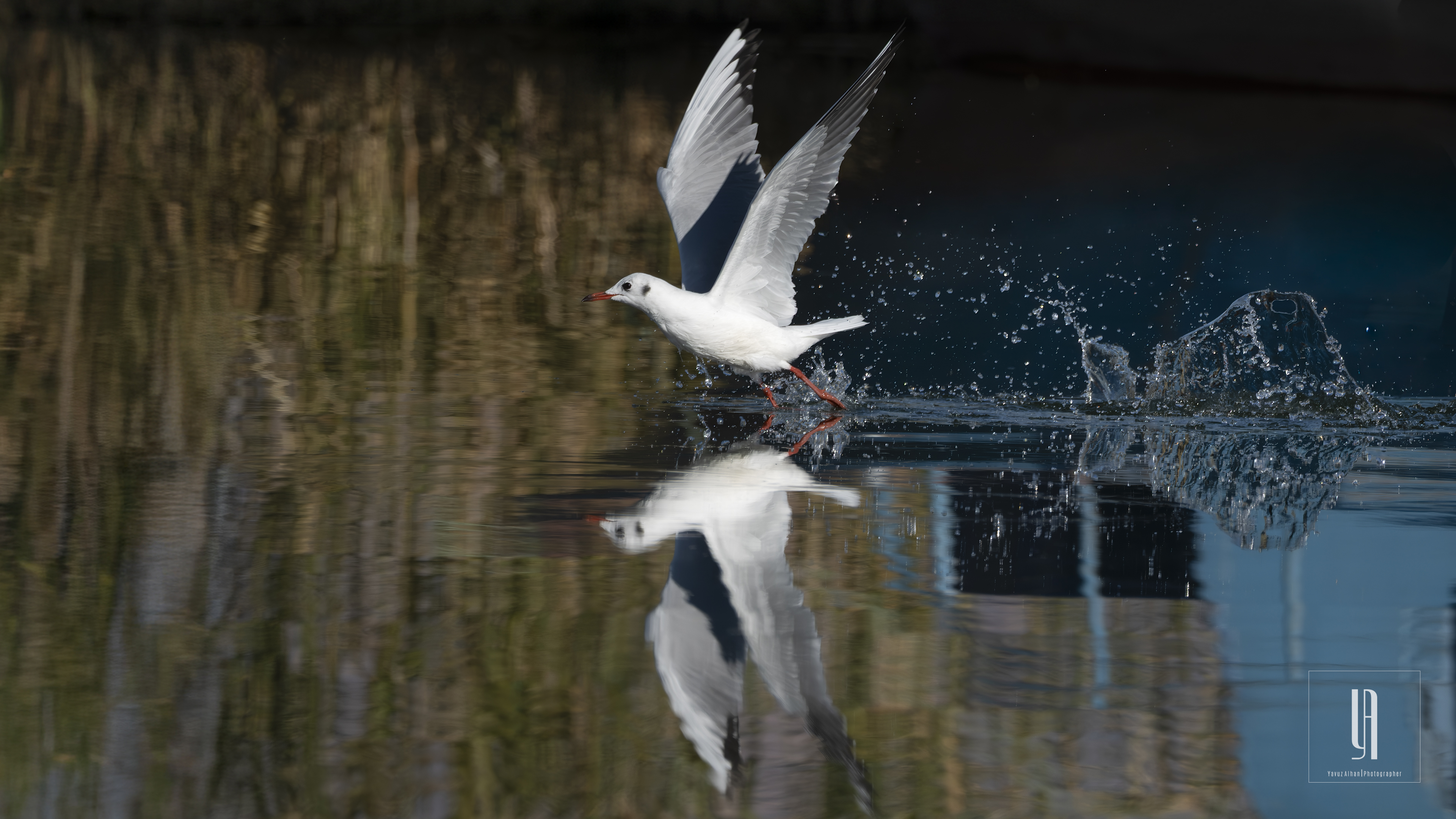 Black-headed Gull
