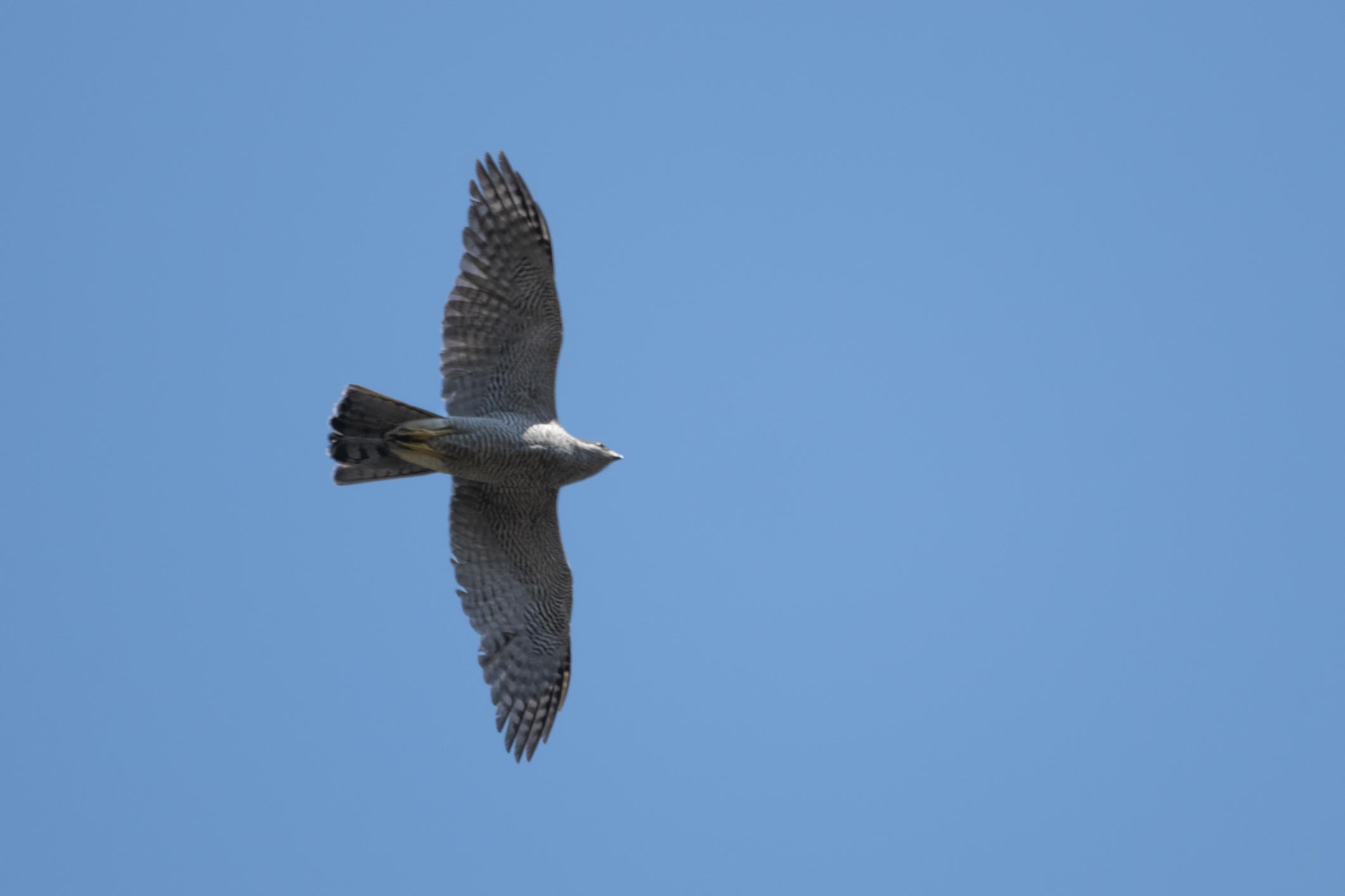 Northern Goshawk