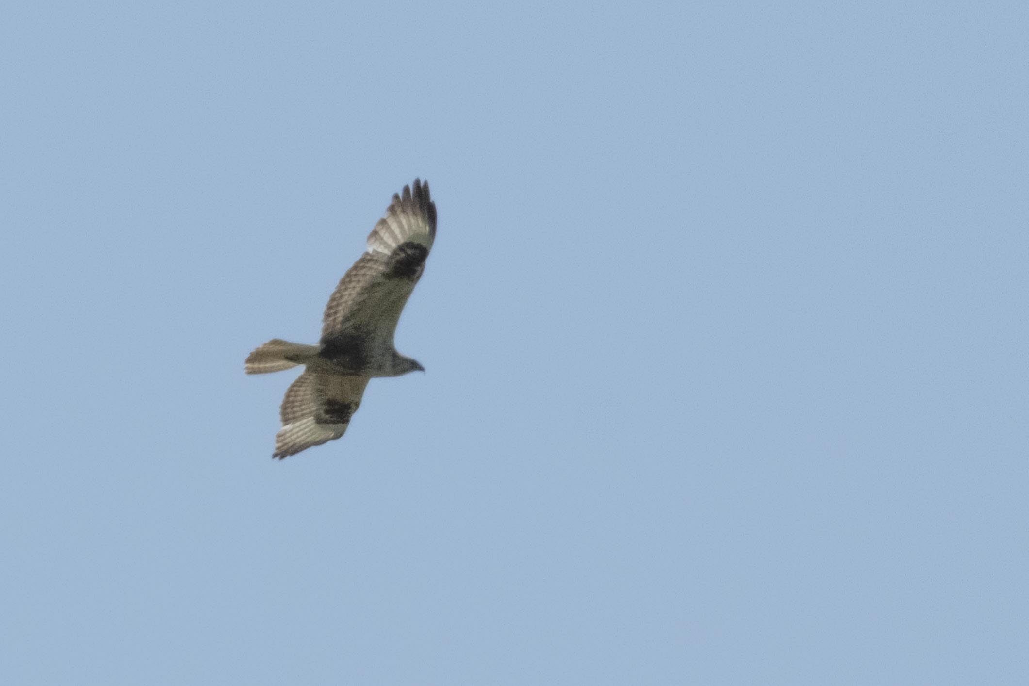 Rough-legged Hawk
