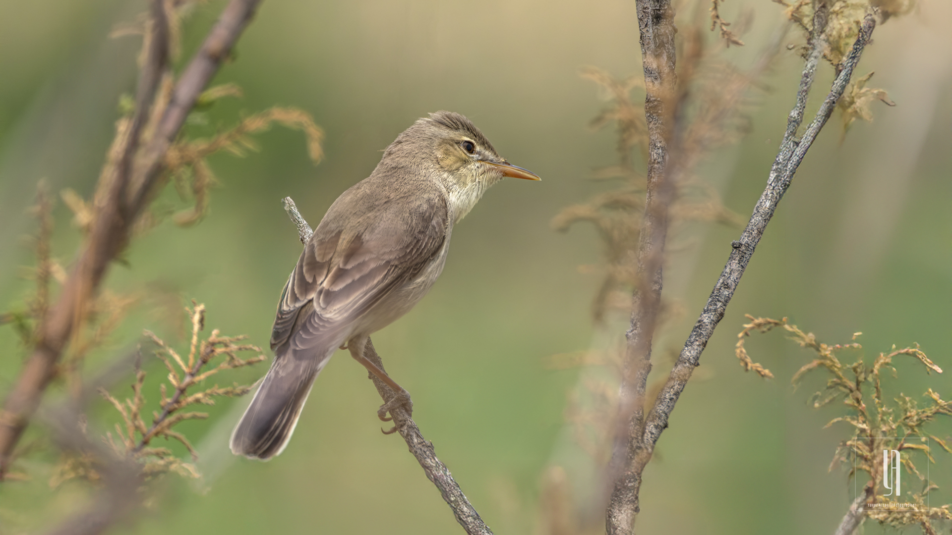 Eastern Olivaceous Warbler