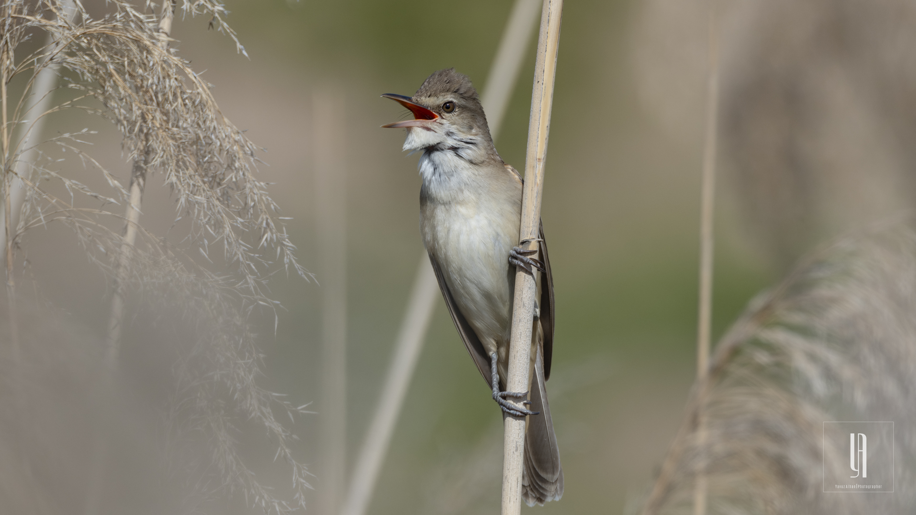 Great Reed Warbler
