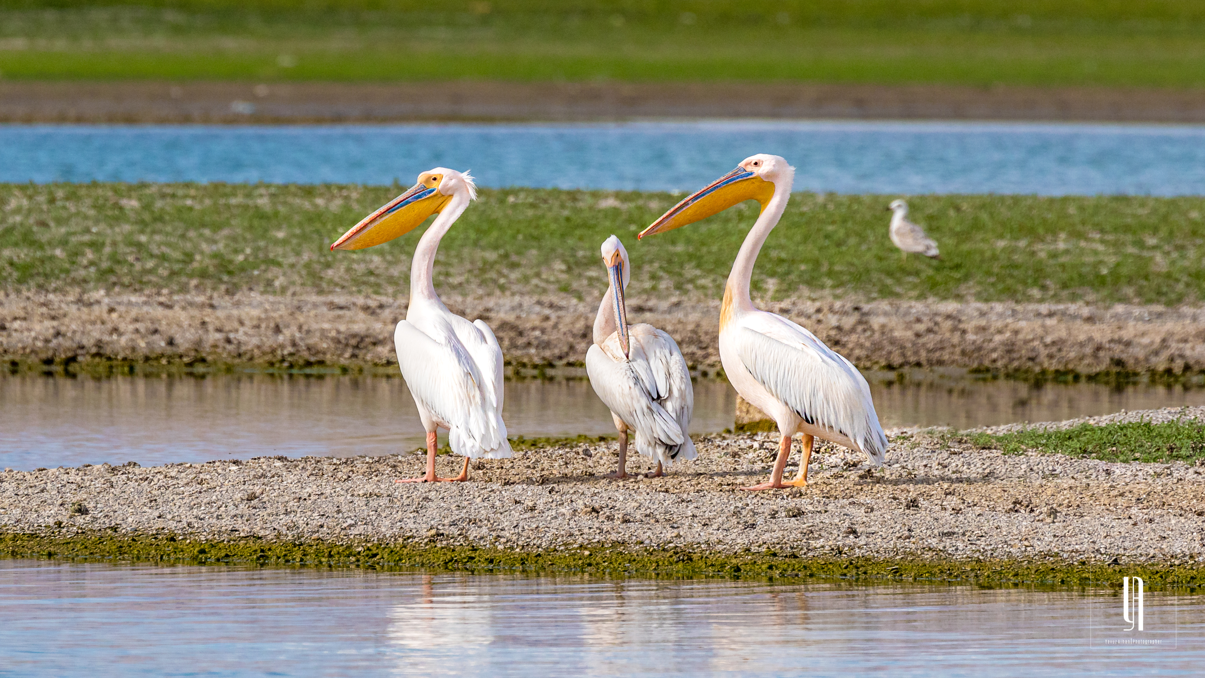 Great White Pelican