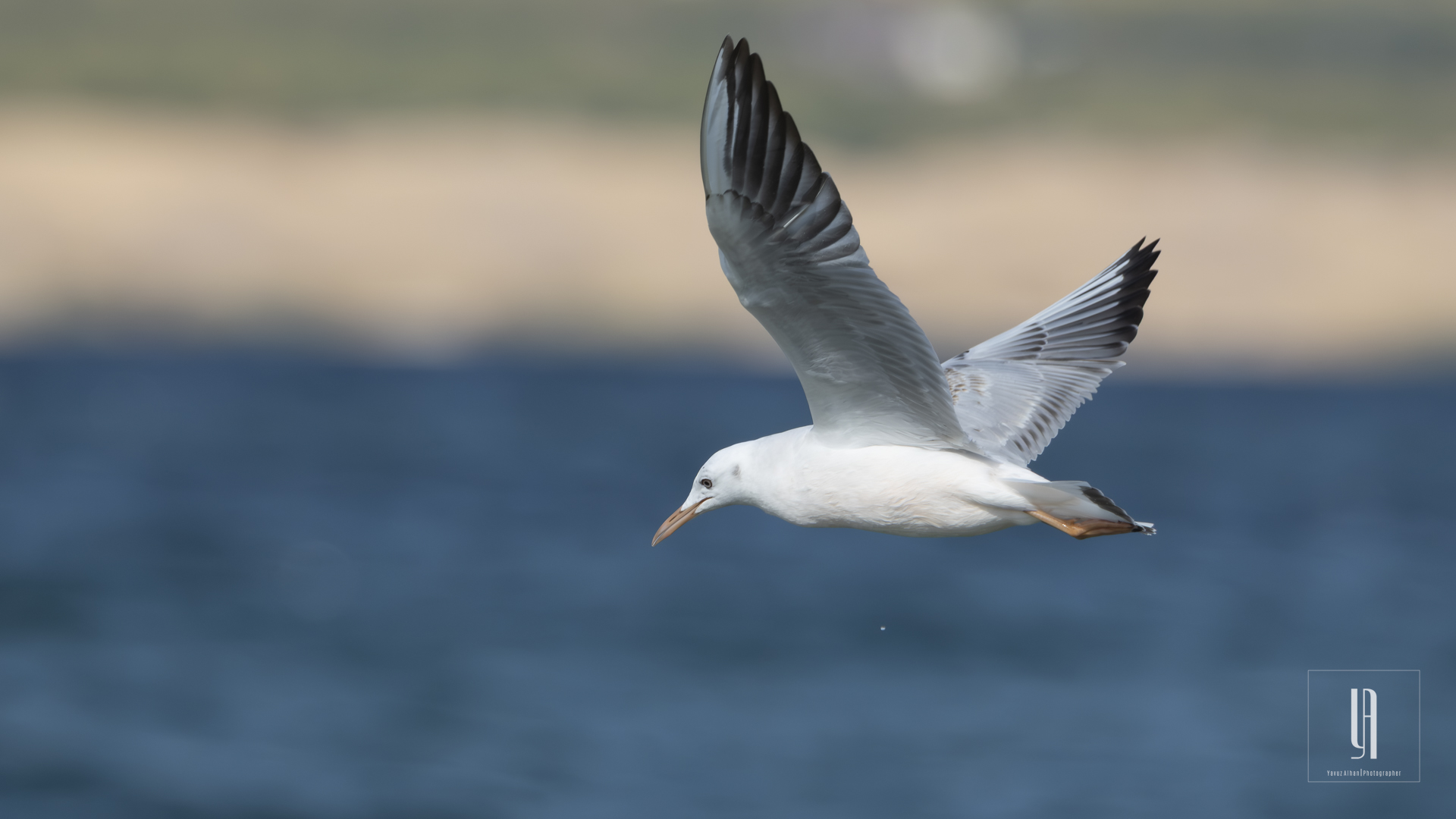 Slender-billed Gull