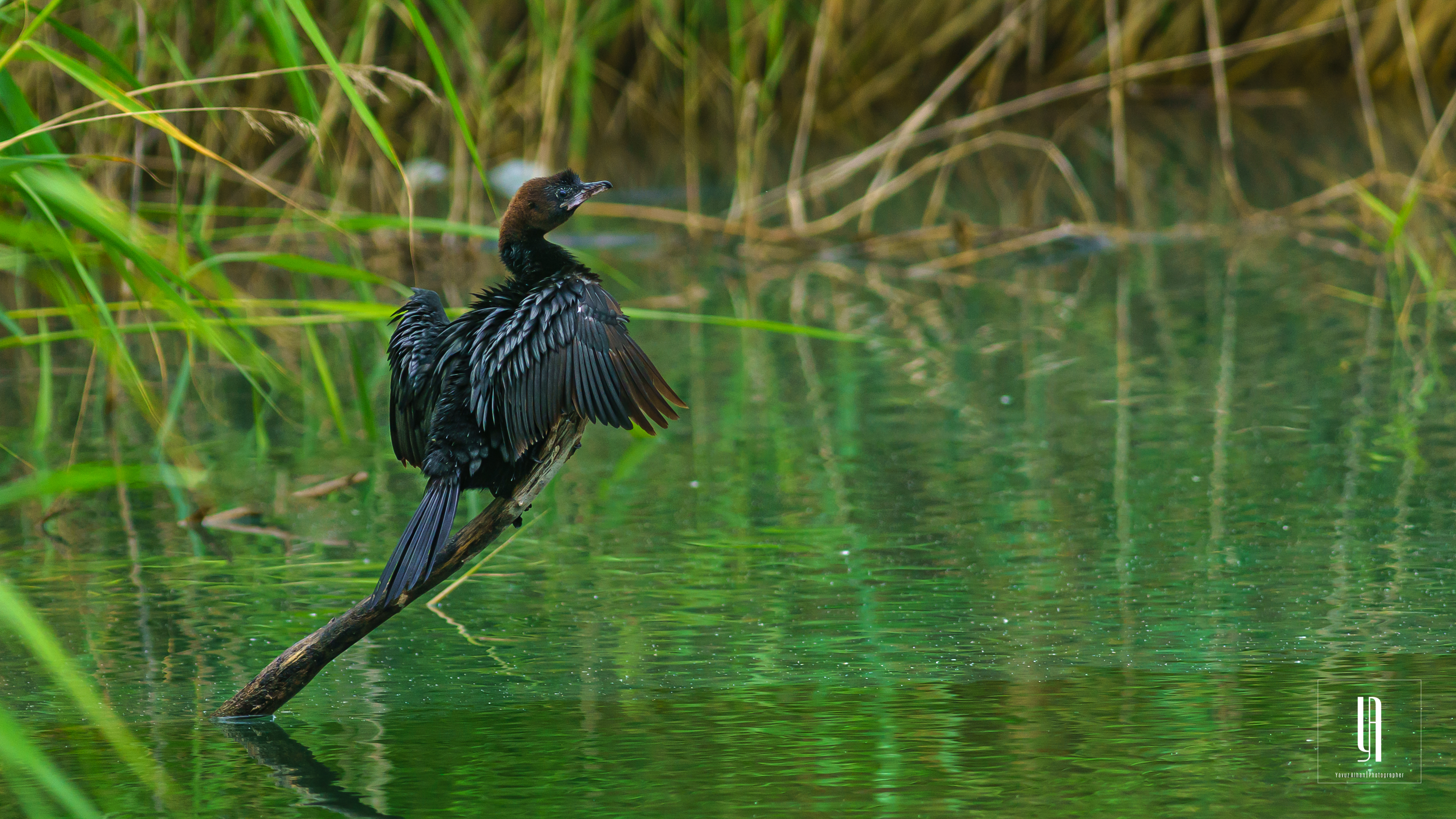 Pygmy Cormorant