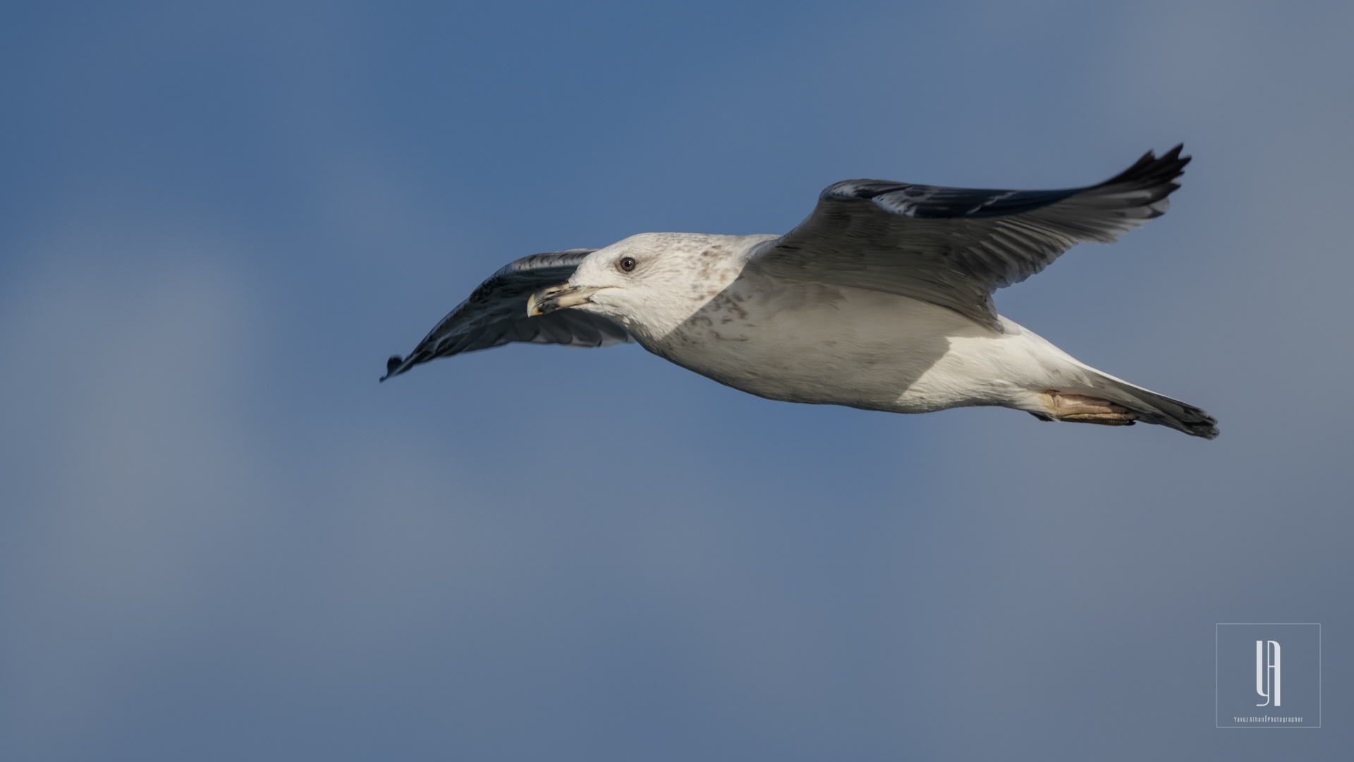 Caspian Gull