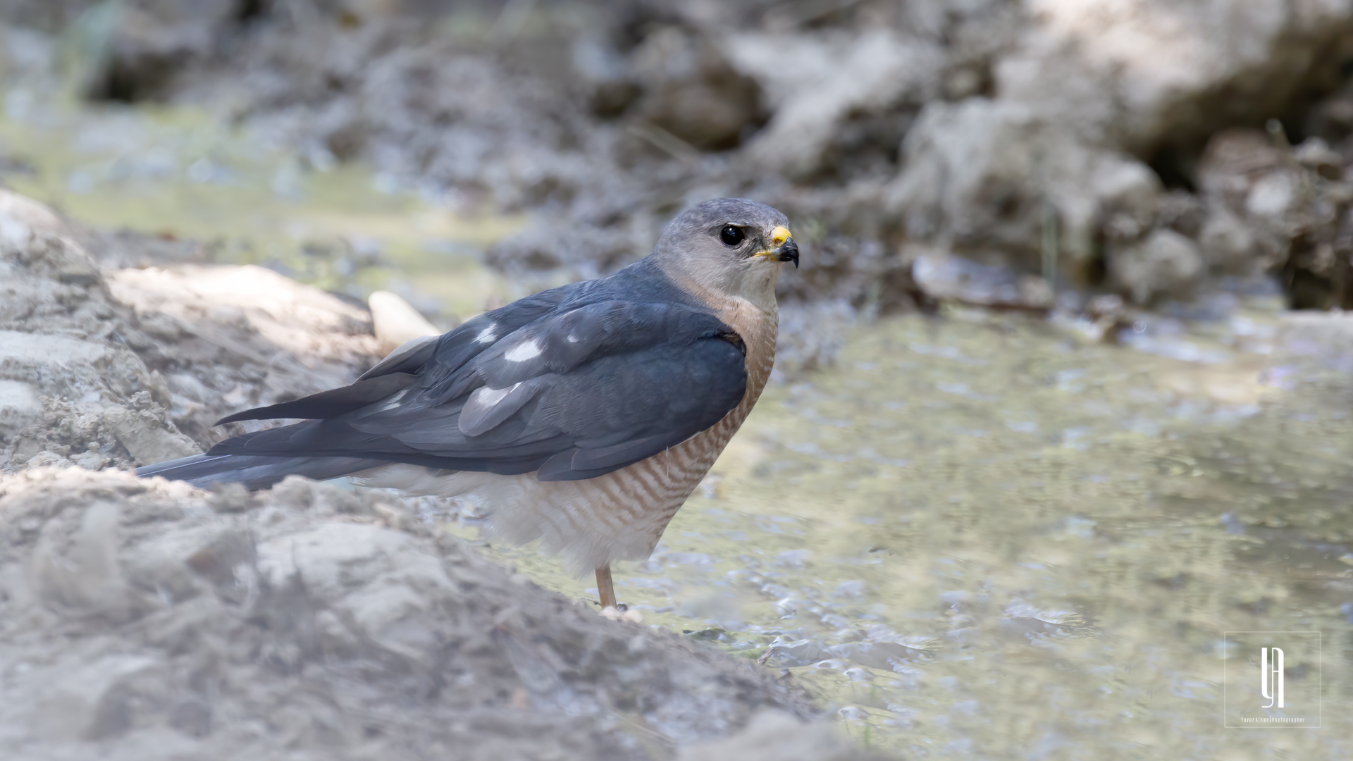 Levant Sparrowhawk