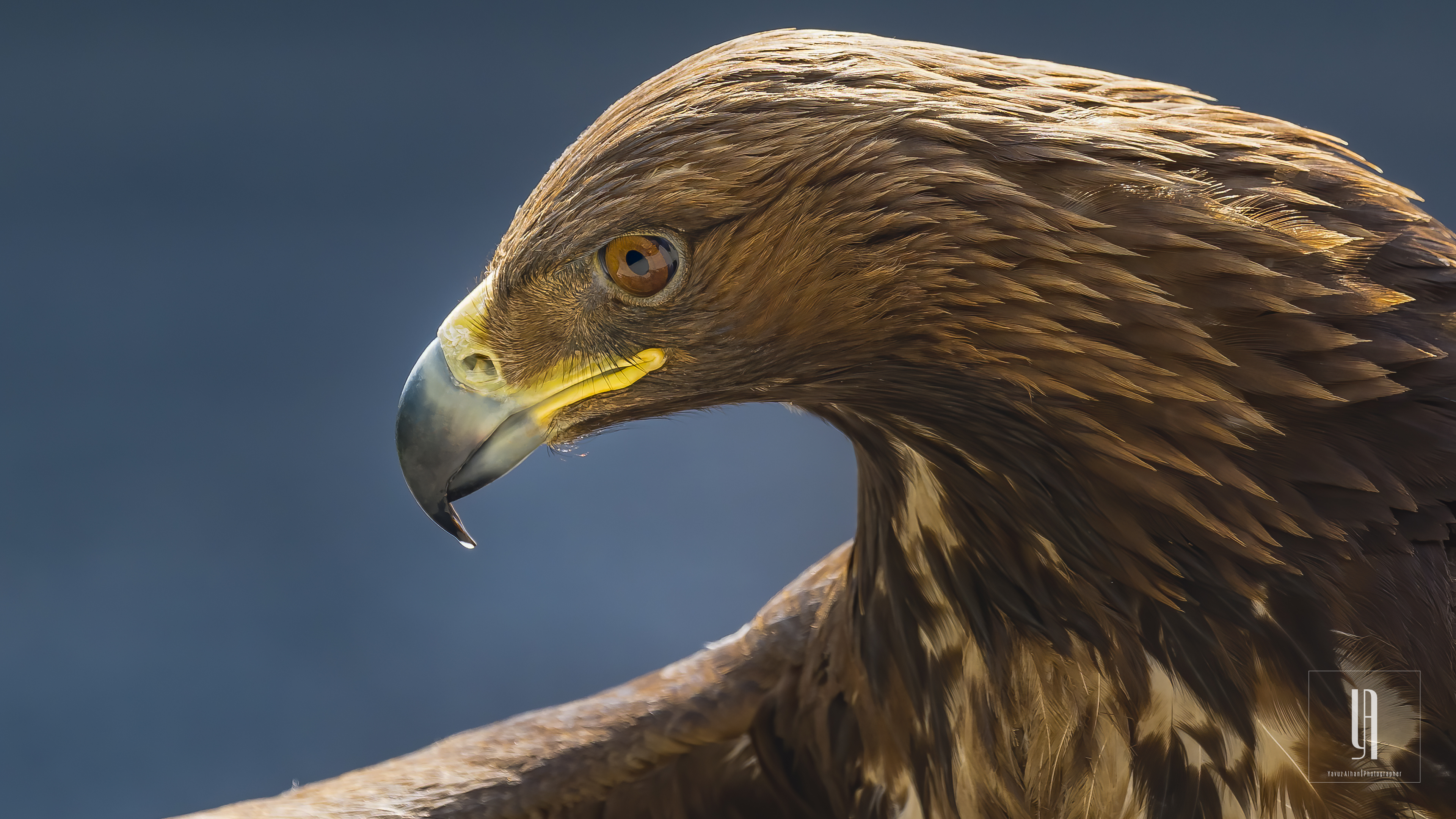 Golden Eagle