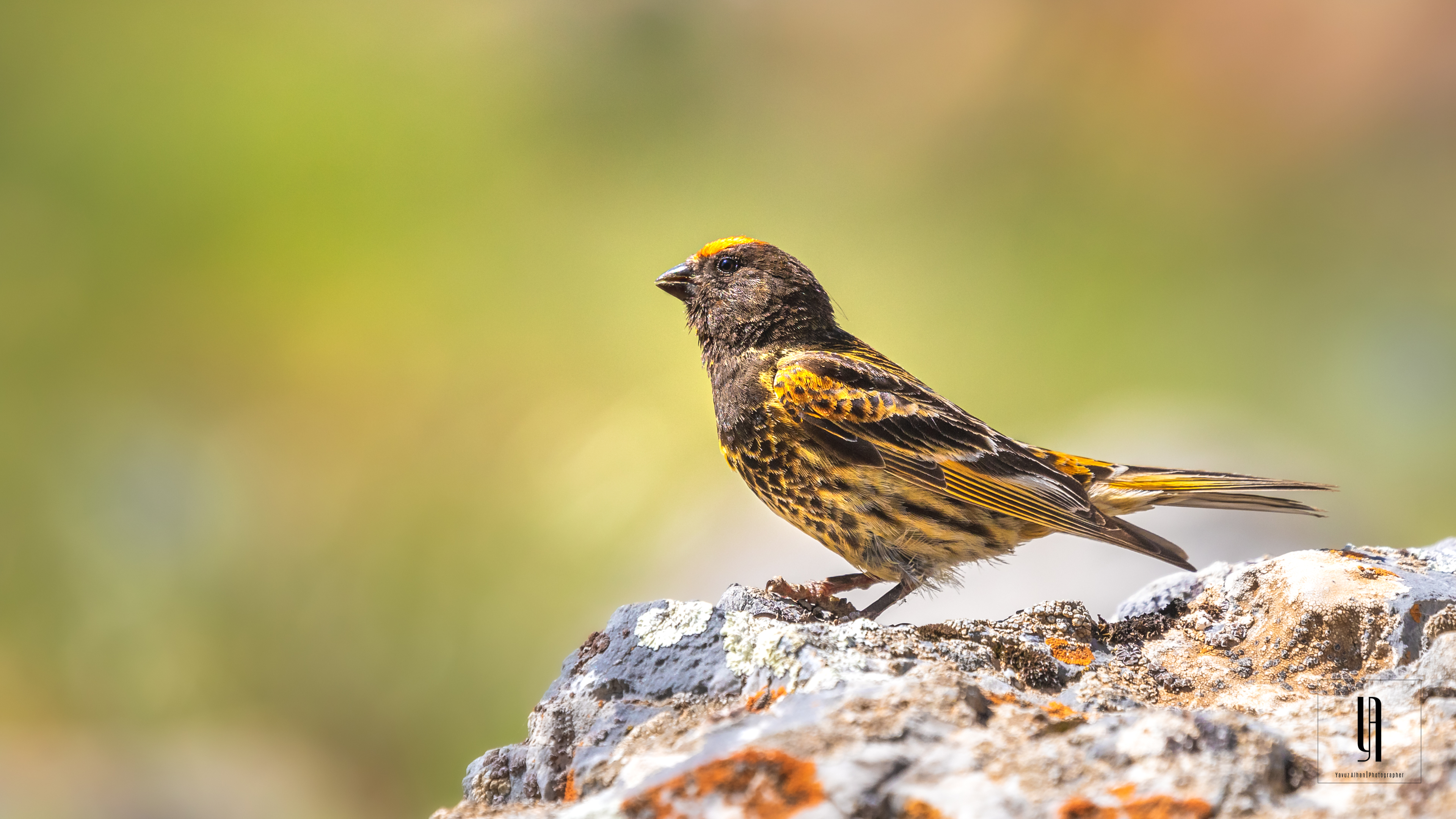 Fire-fronted Serin