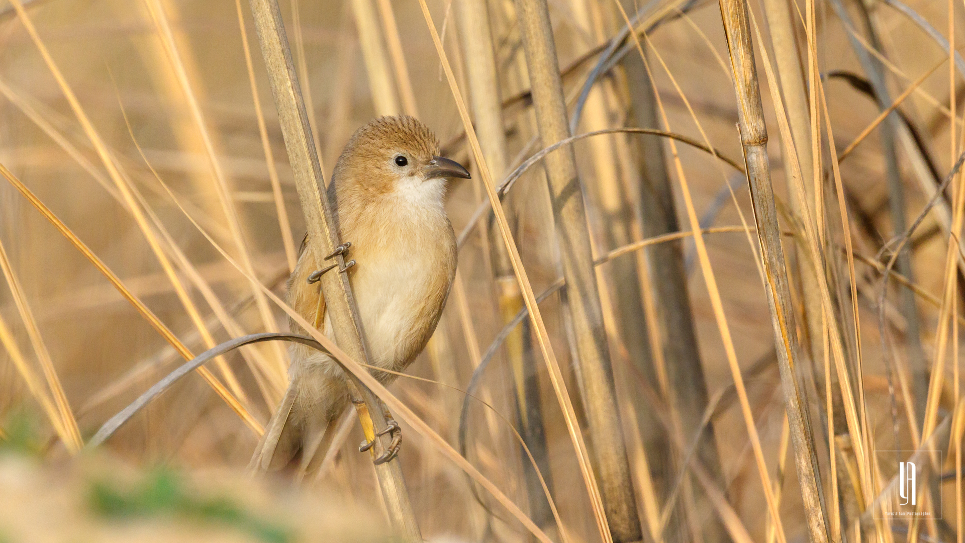 Iraq Babbler