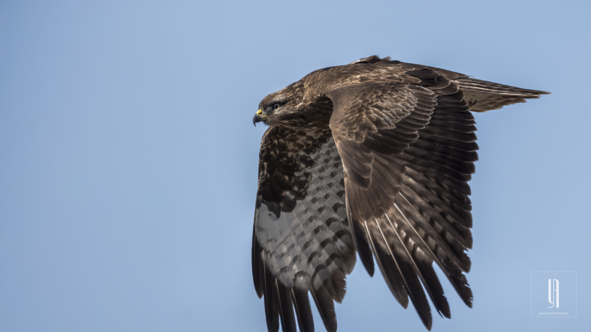 Common Buzzard