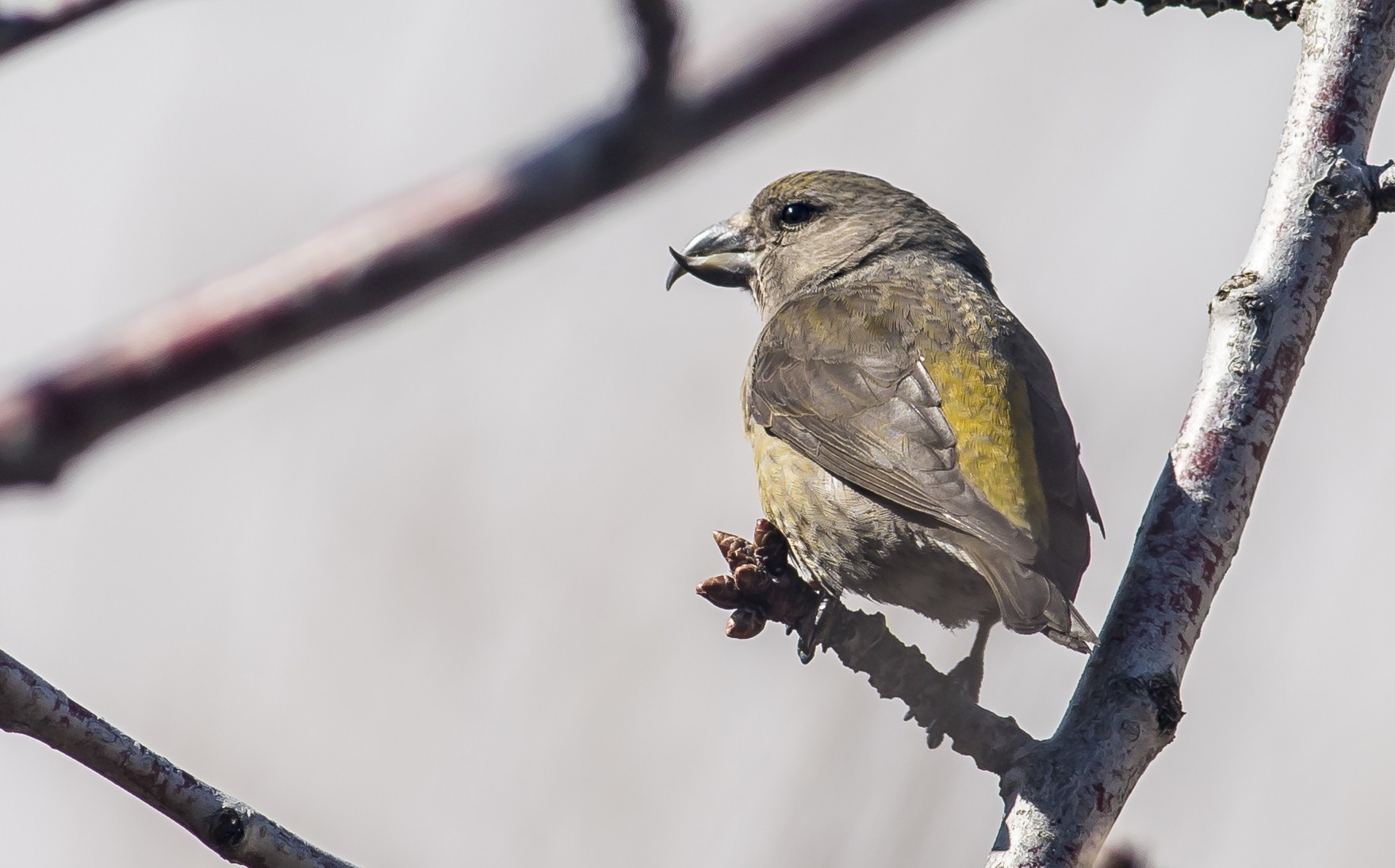 Red Crossbill