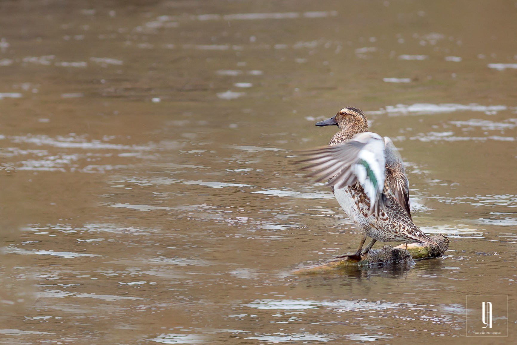 Green-winged Teal