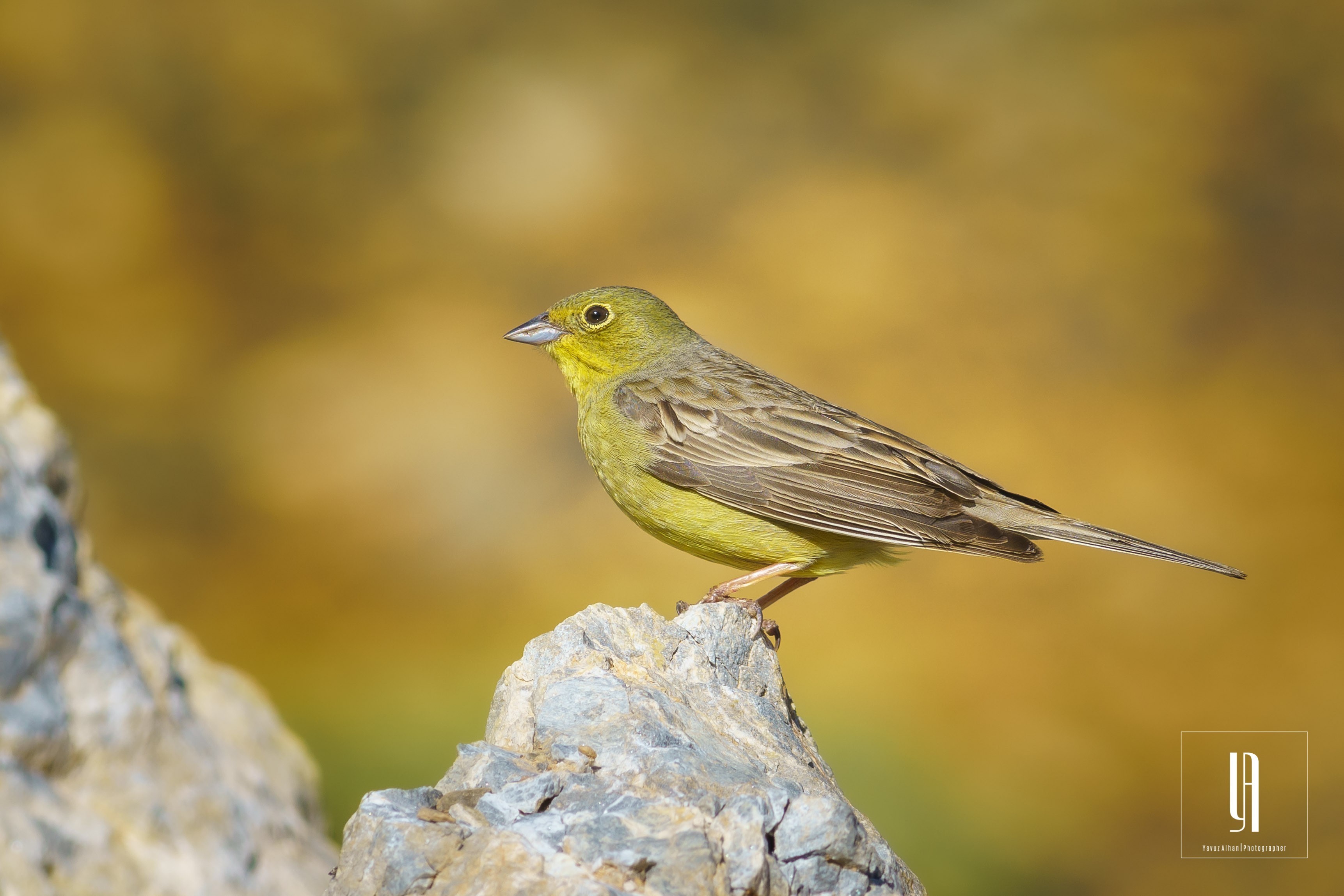 Cinereous Bunting