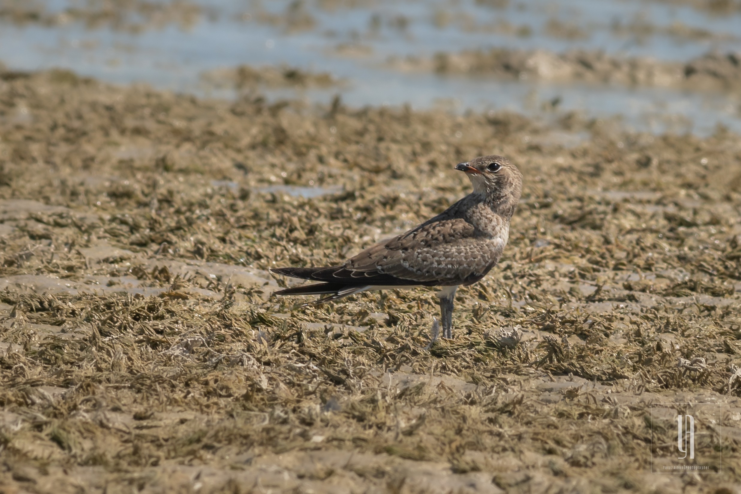 Black-winged Pratincole