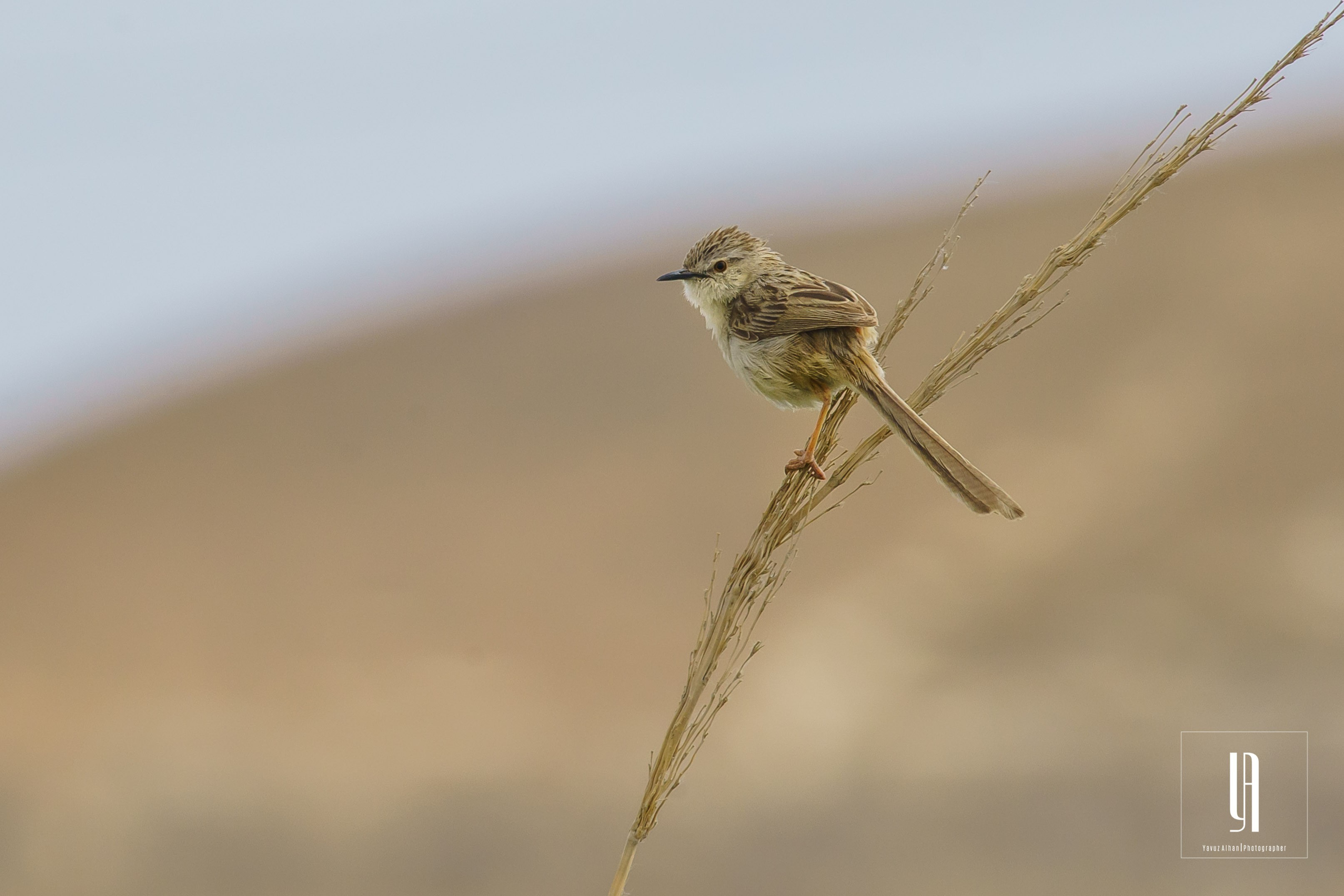 Graceful Prinia