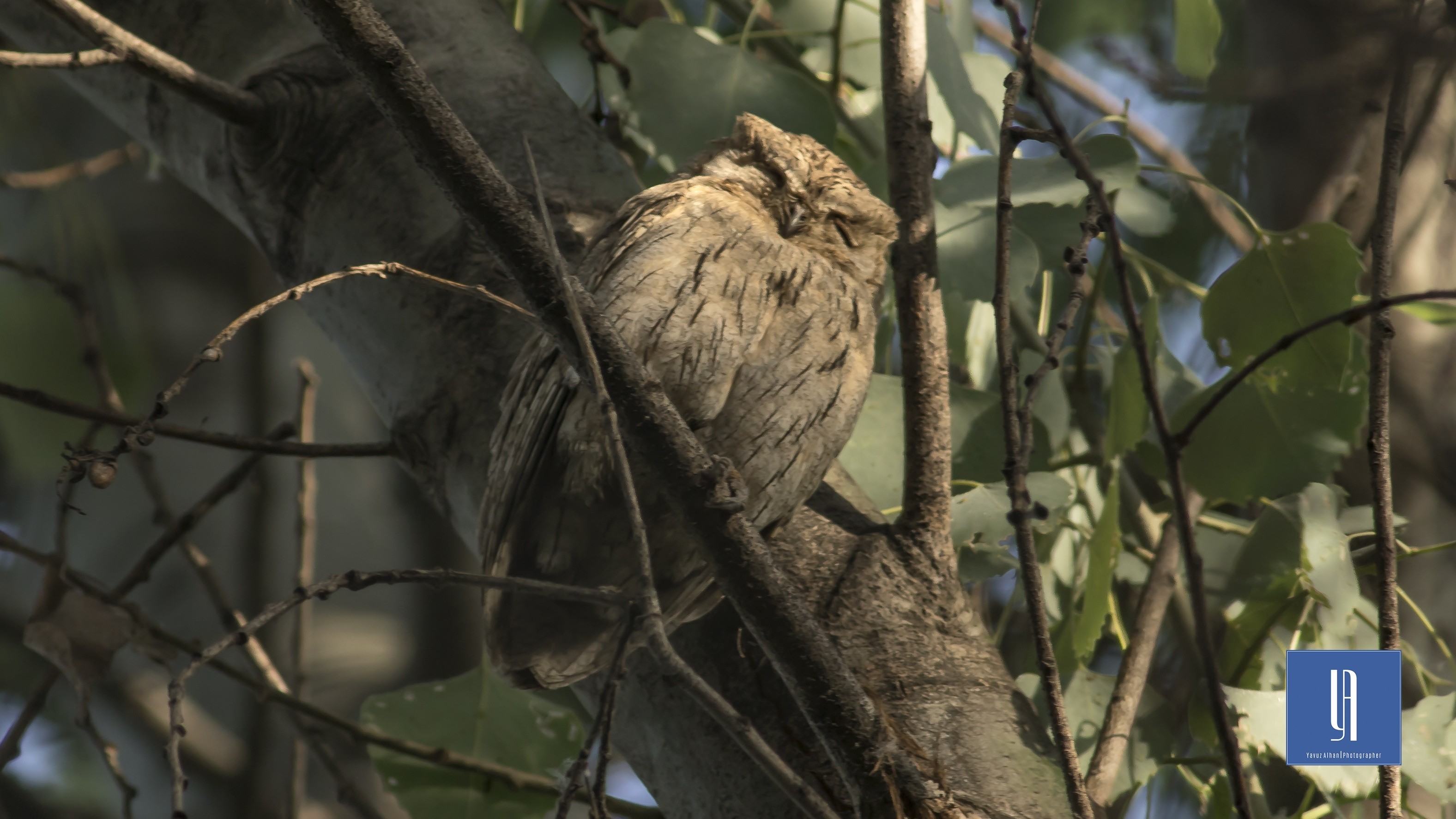 Pallid Scops-Owl — Ana fotoğraf