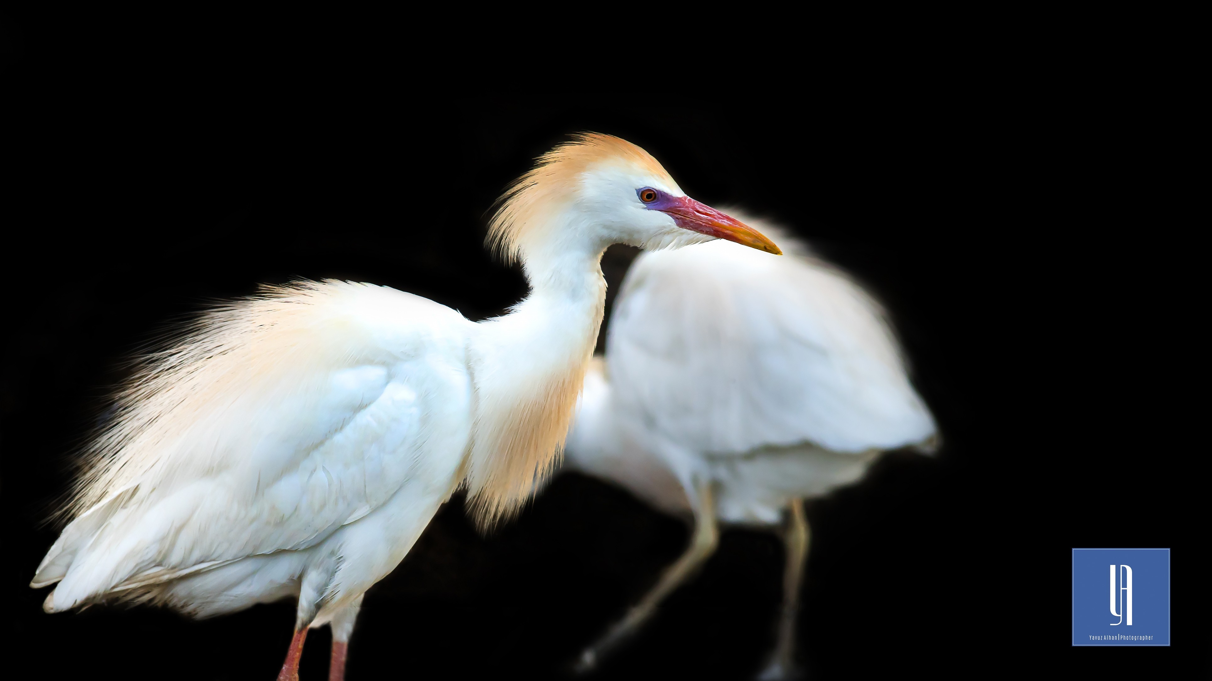 Cattle Egret