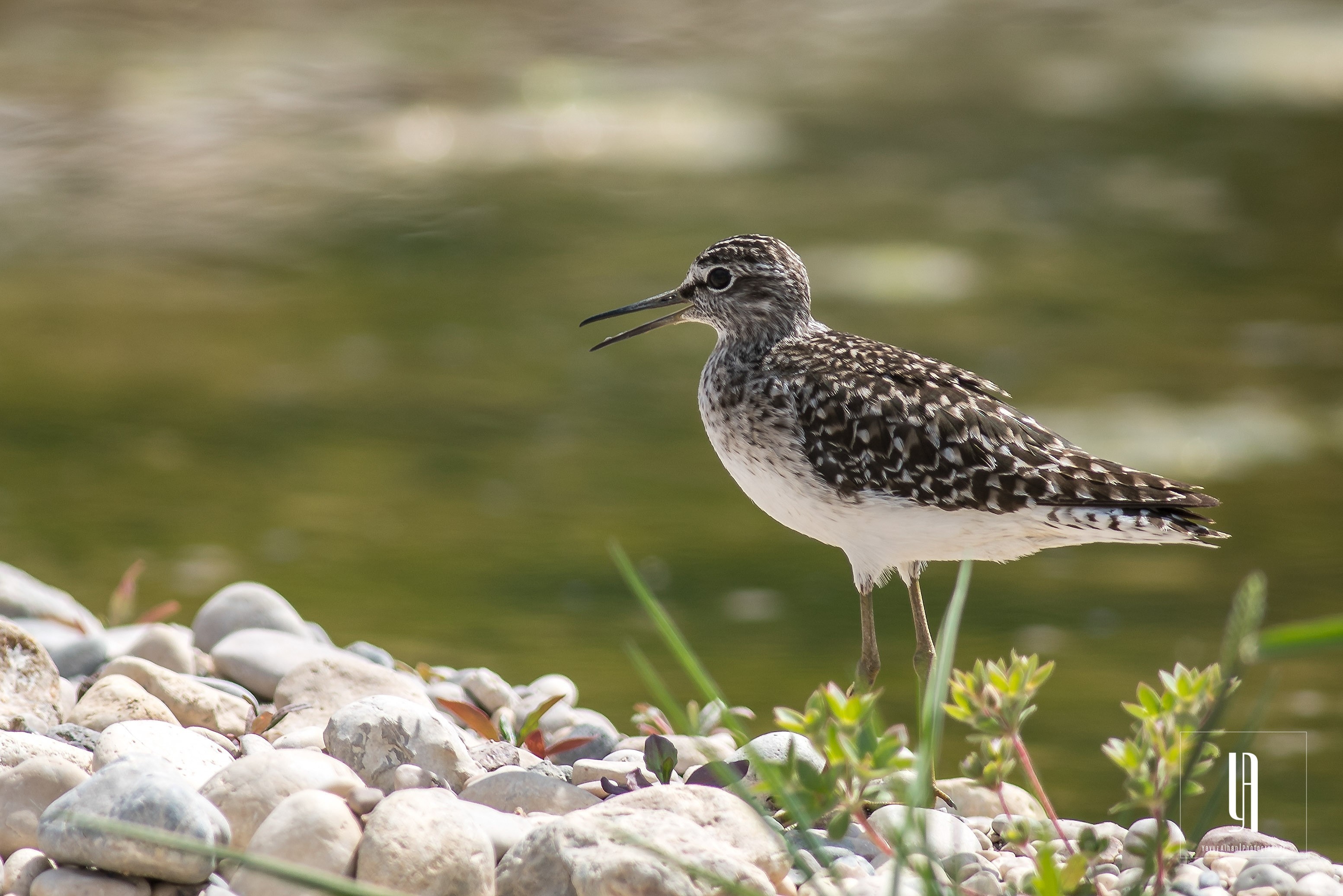 Wood Sandpiper
