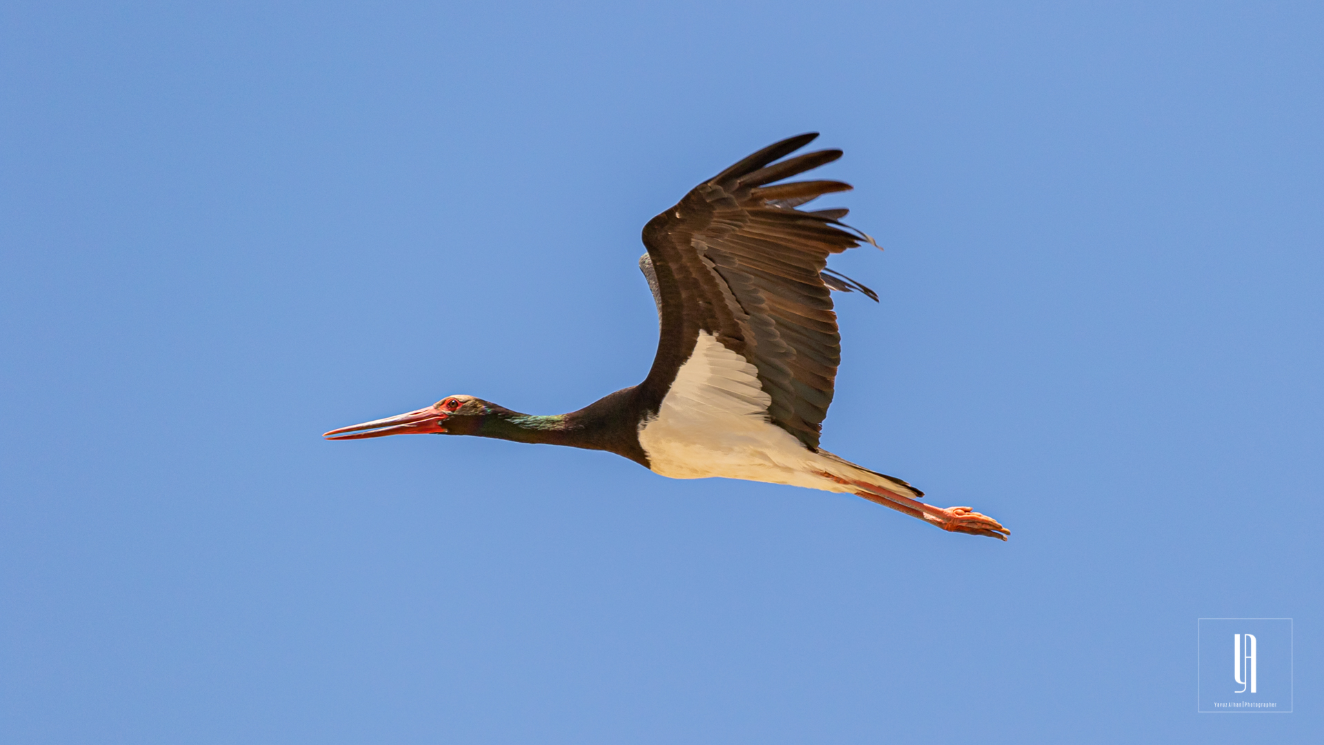 Black Stork