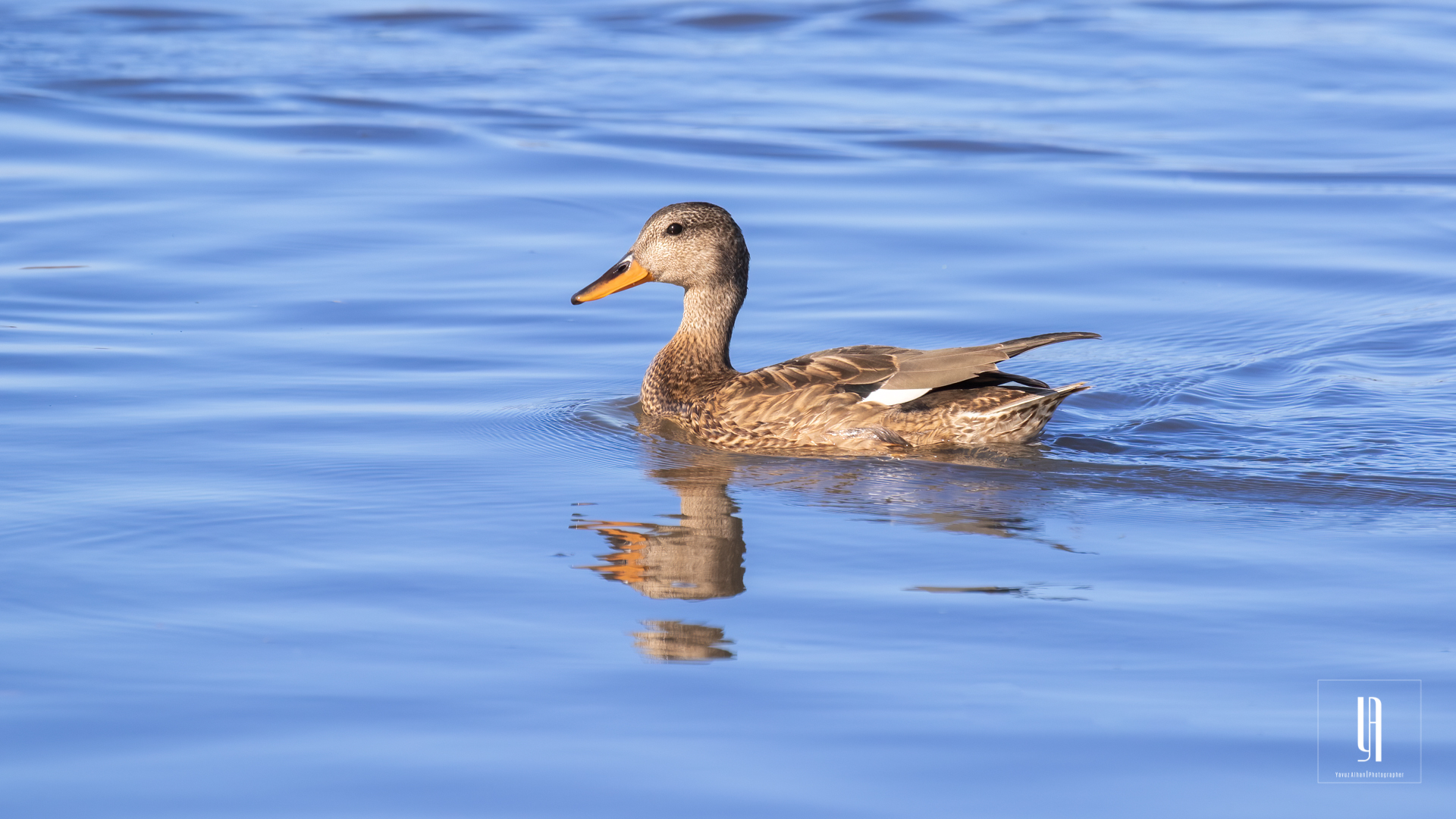 Gadwall