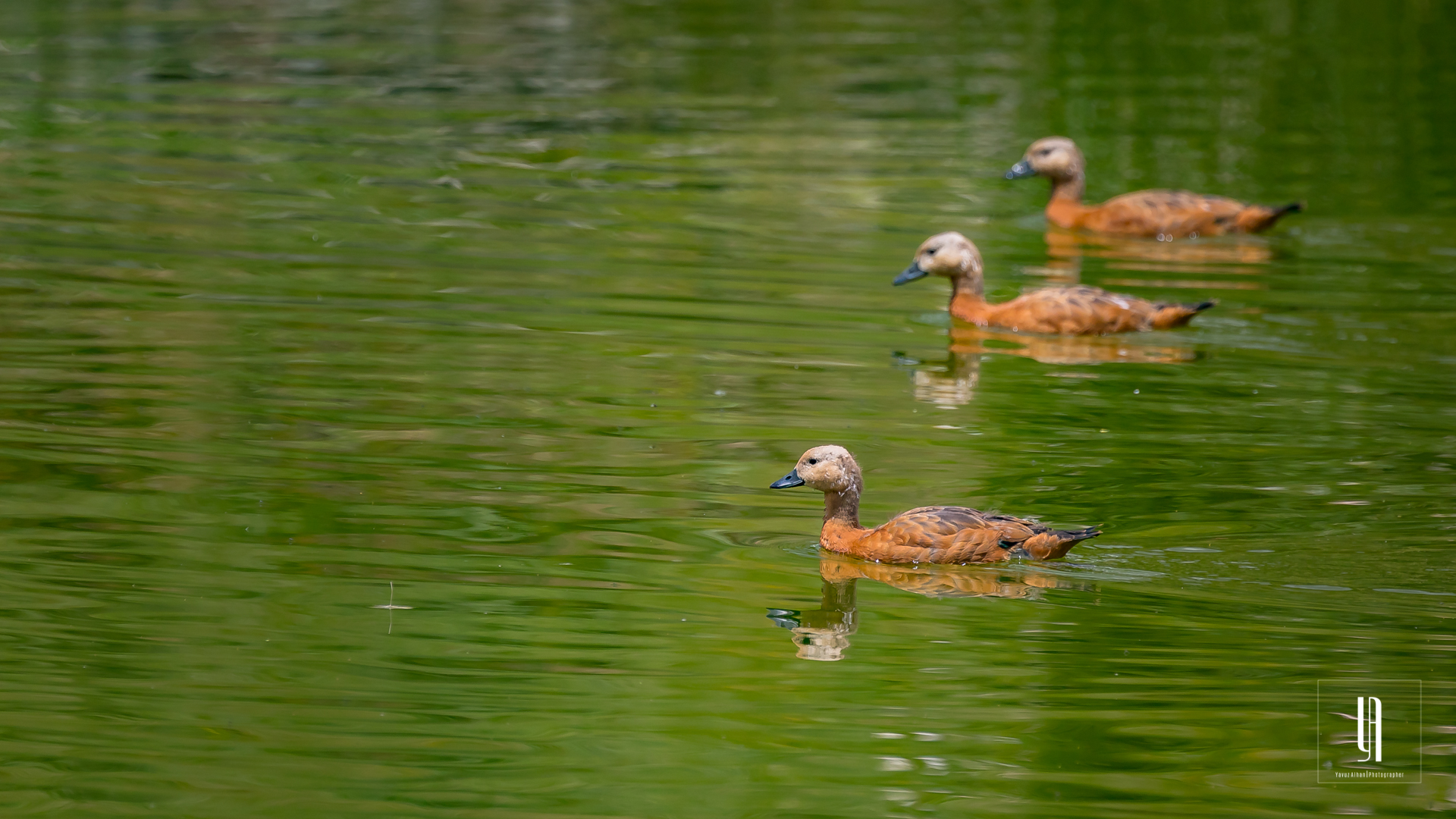 Ruddy Shelduck