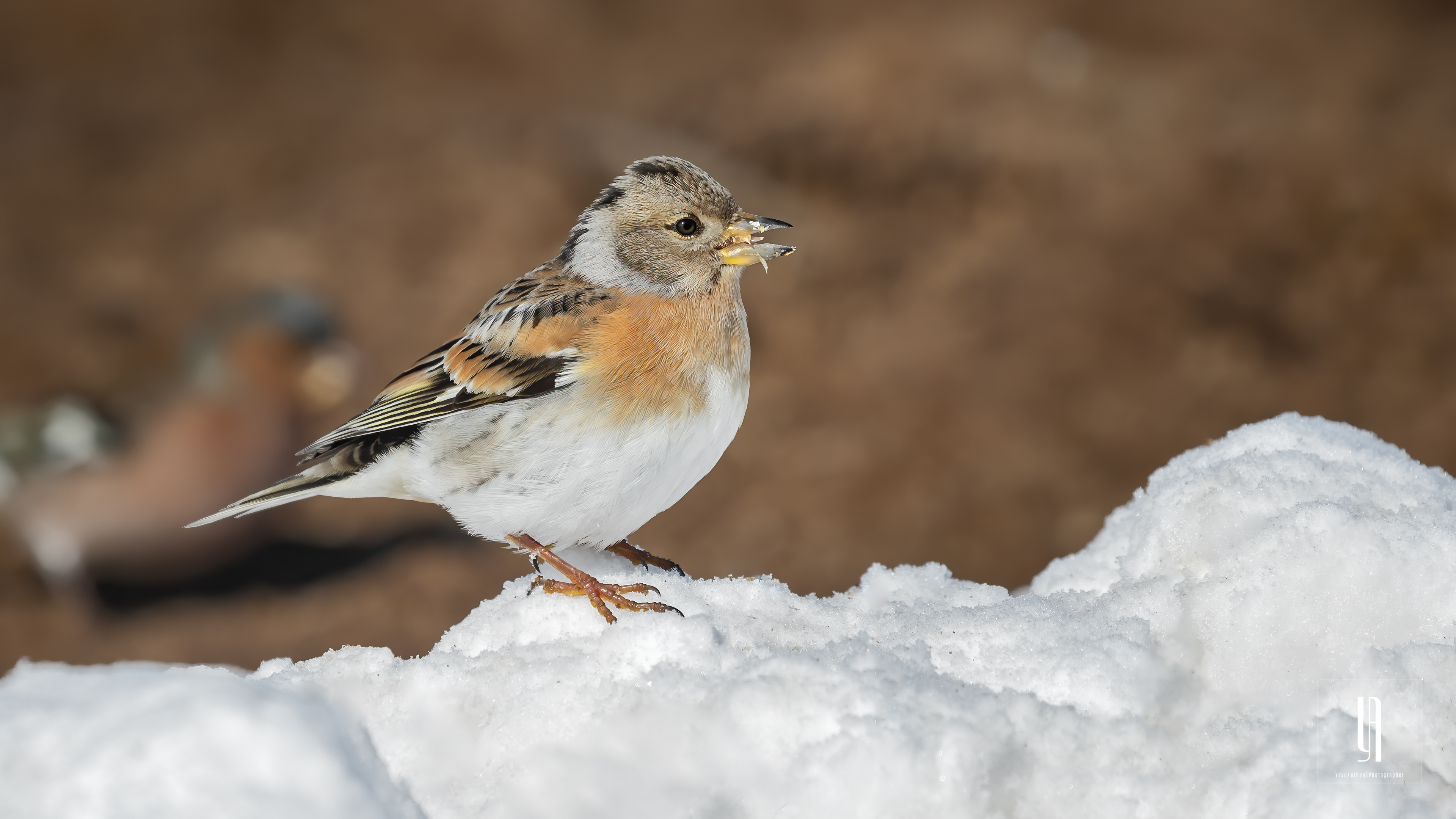 Brambling