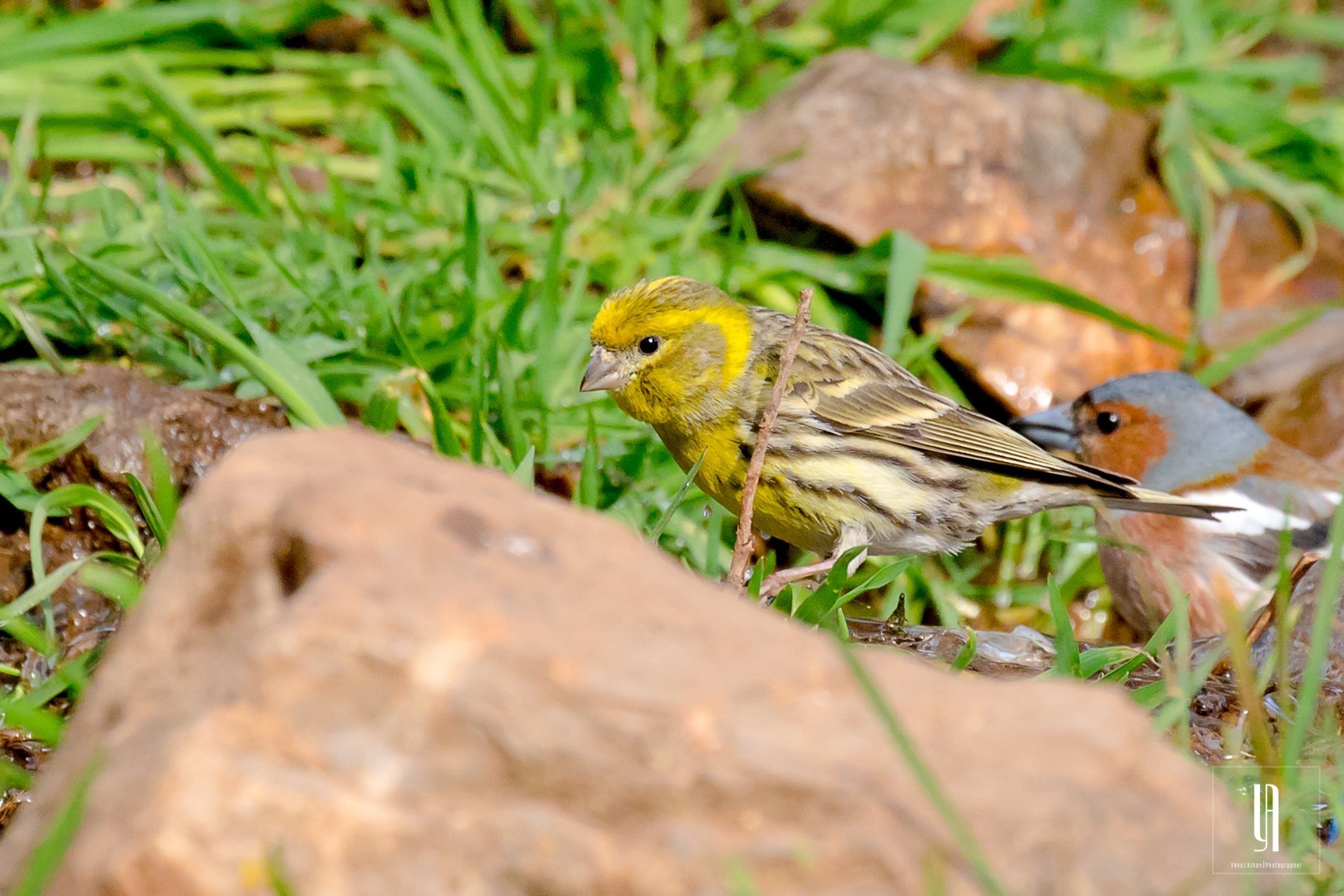 European Serin
