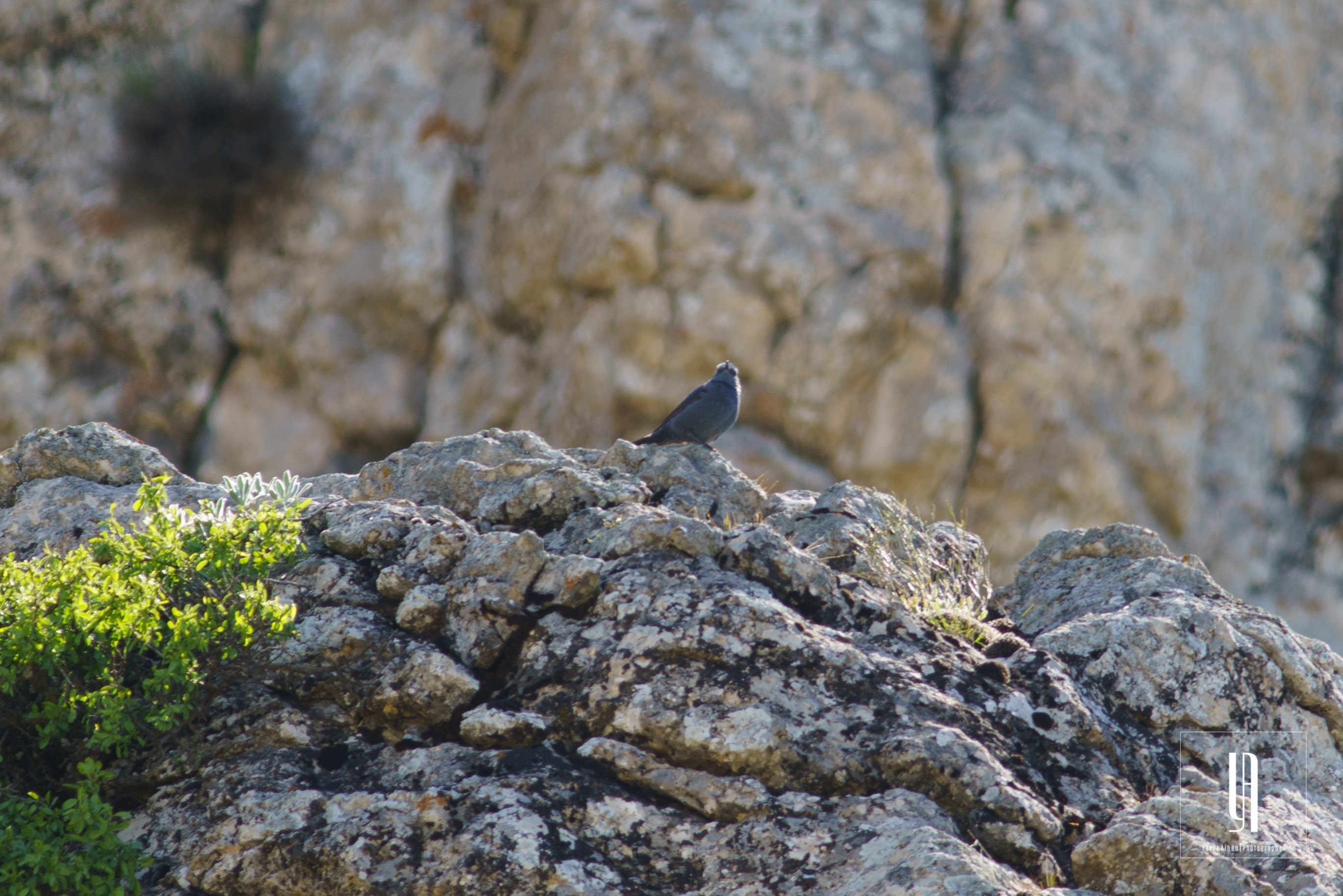 Blue Rock-Thrush